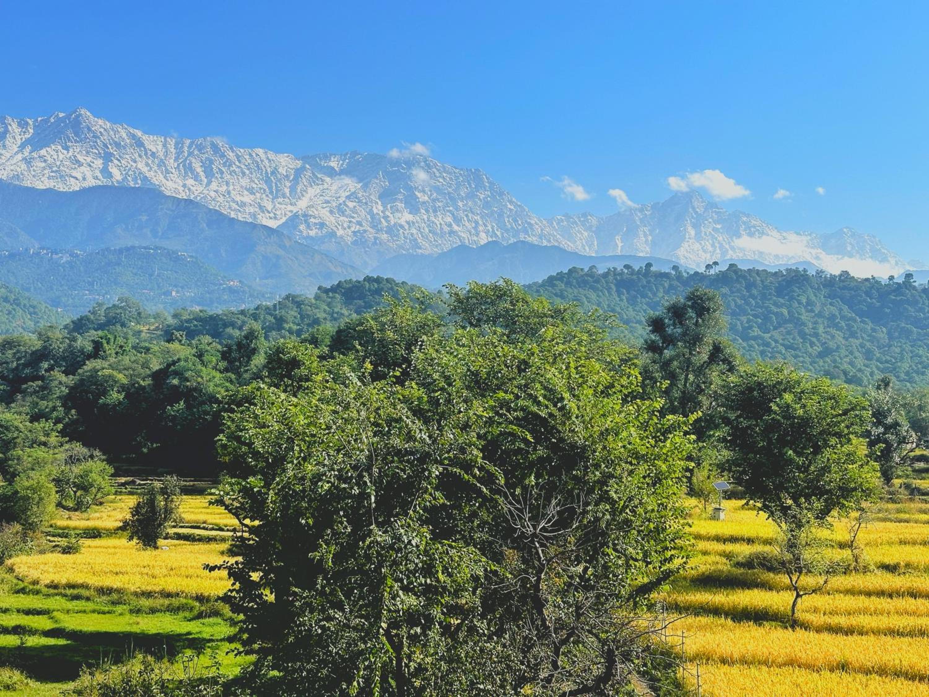 Dhauladhar Homes