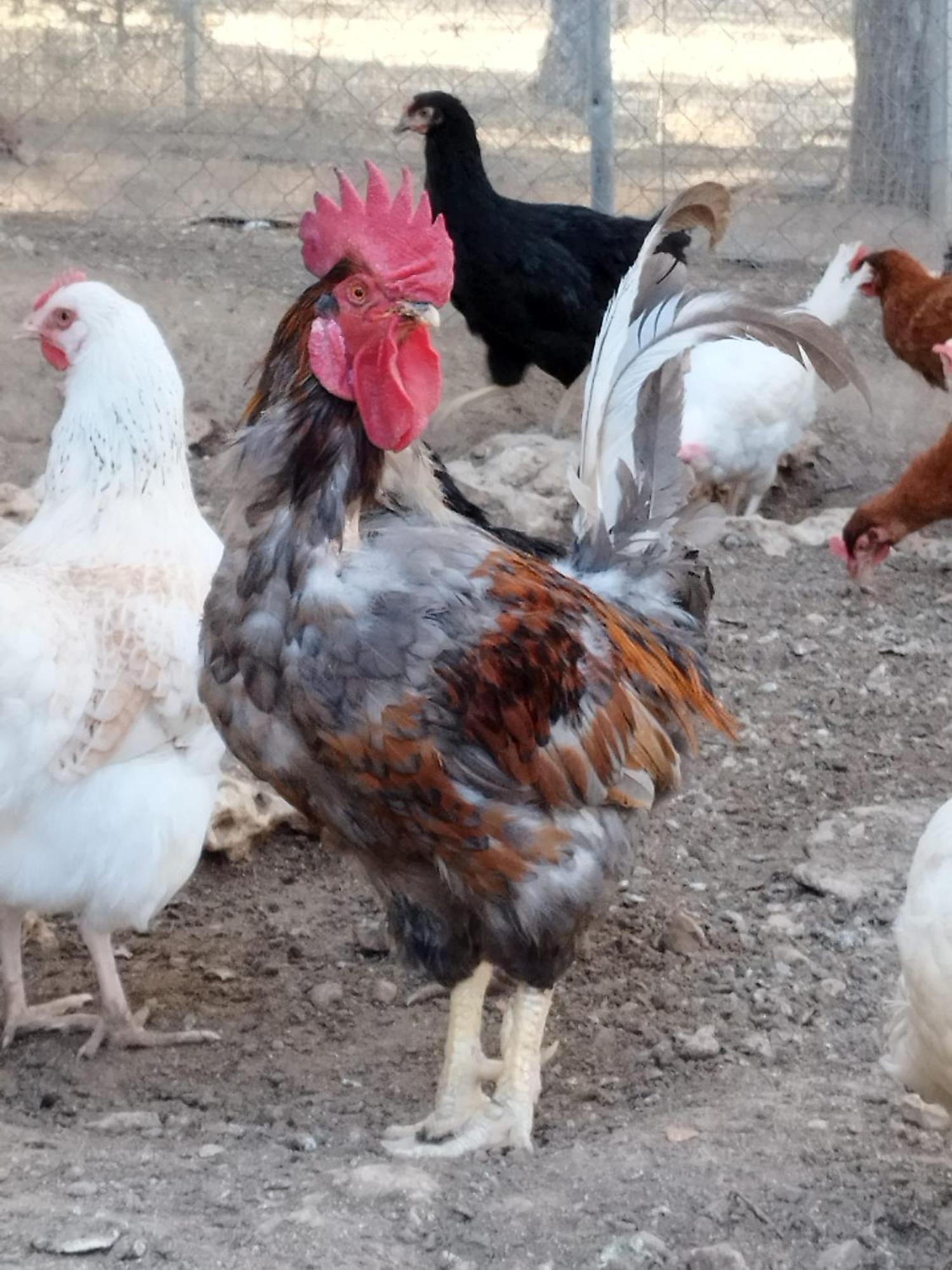 Granja Las Callejuelas