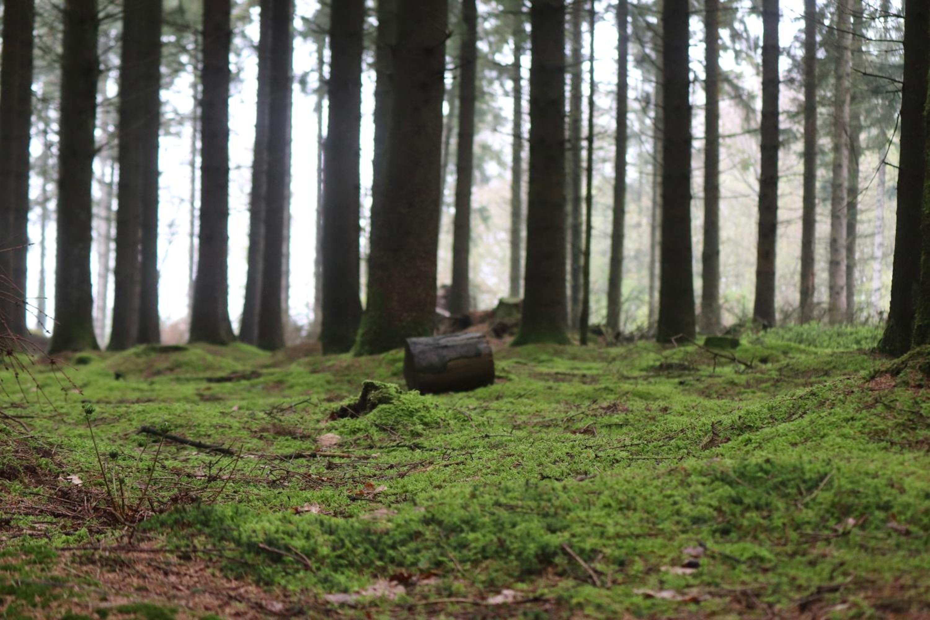 Cosy Cabins without hot tub - Greenway Farm, Drybrook, Forest of Dean view 3