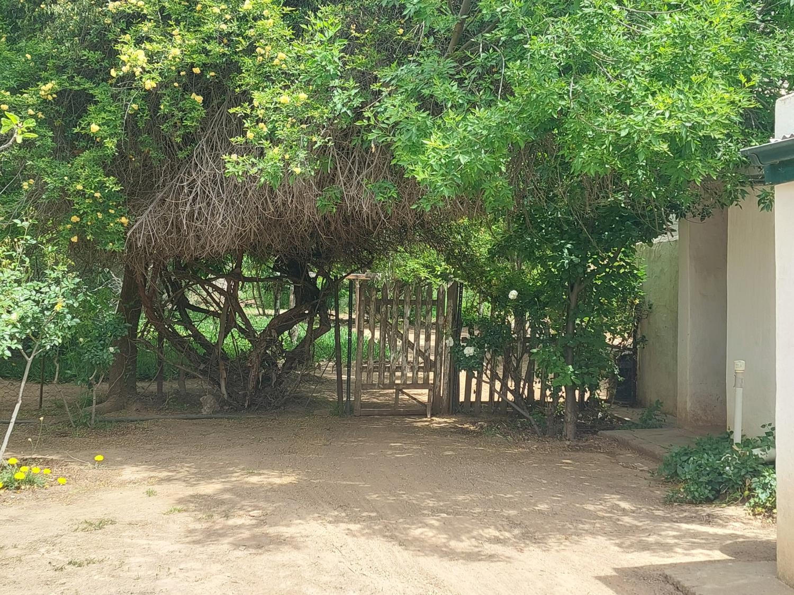 Oasis