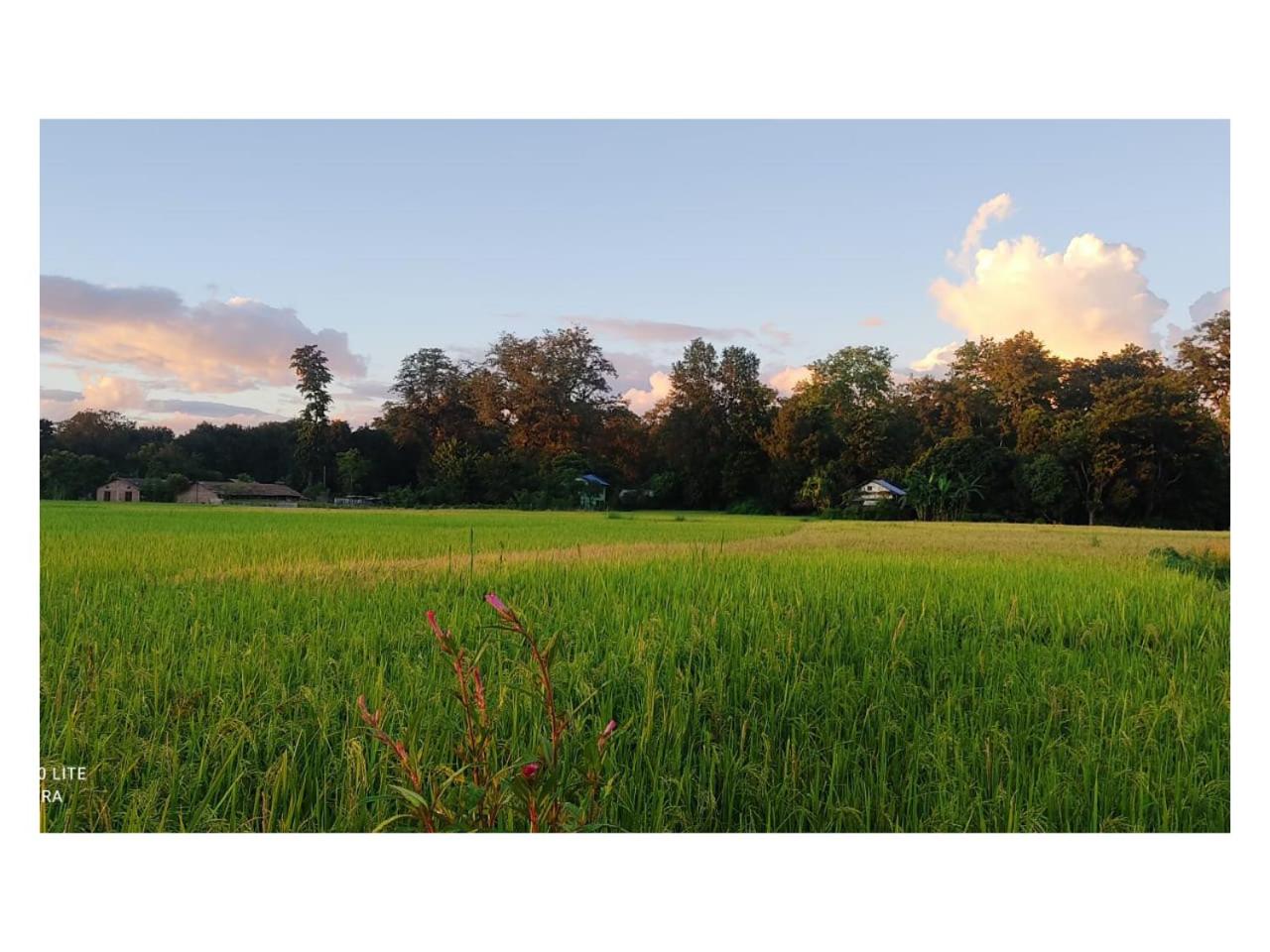 Tiger Land Homestay view 2