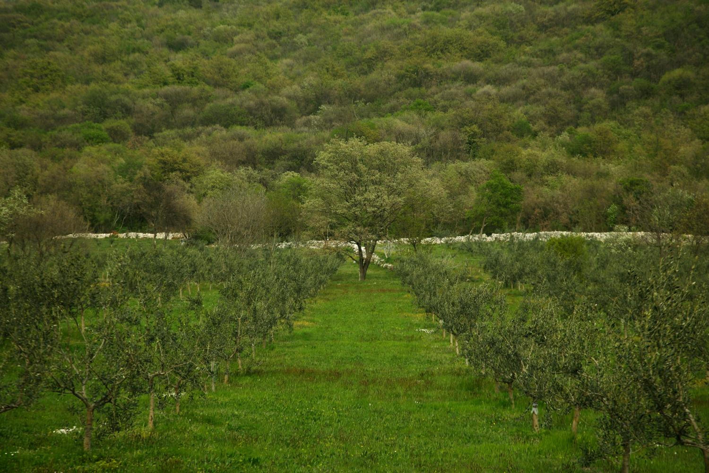 Photo 45