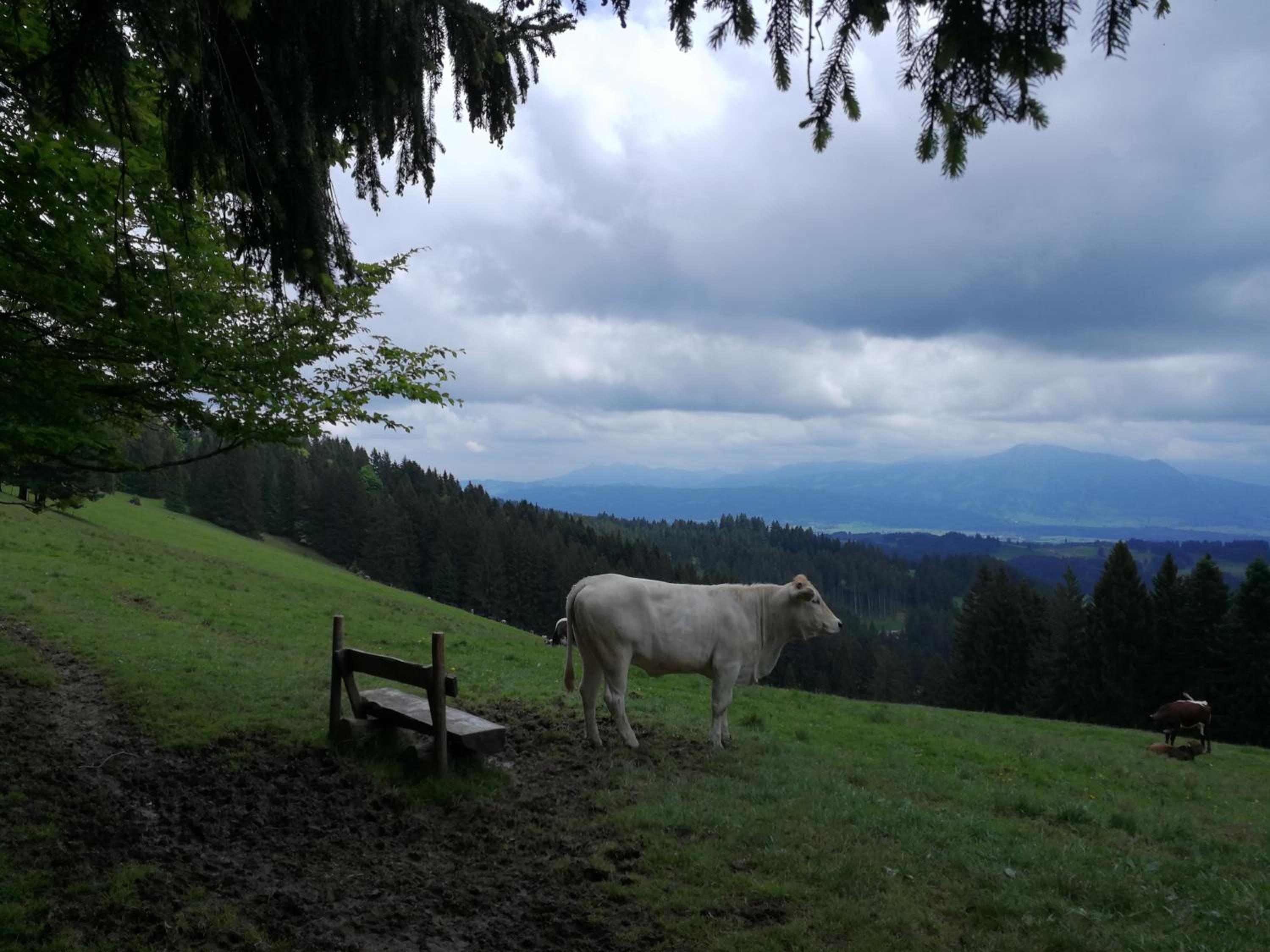 Ferienwohnung Sonnenblume 1322 mit Hallenbad und Sauna