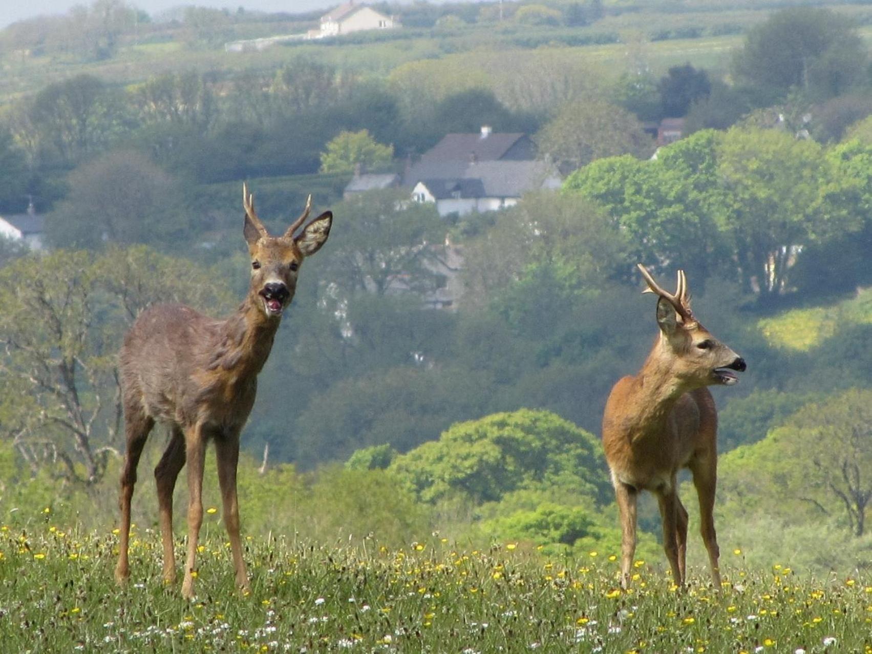 Holsworthy Holiday Cottages