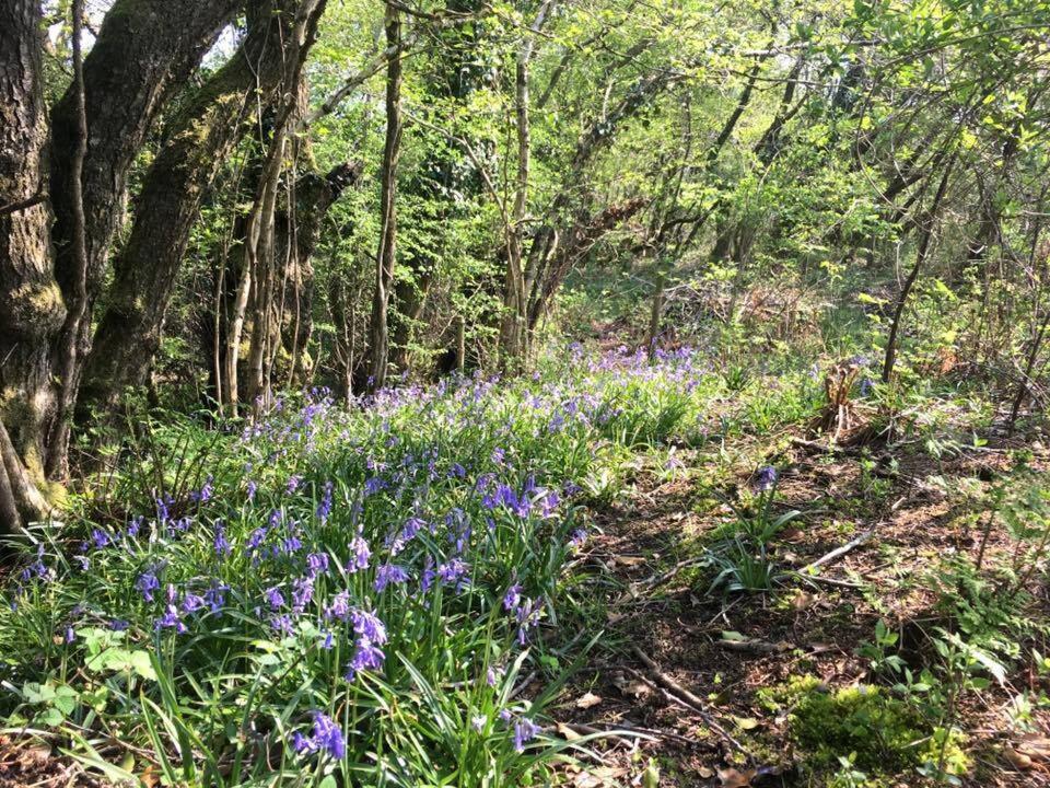 Holsworthy Holiday Cottages
