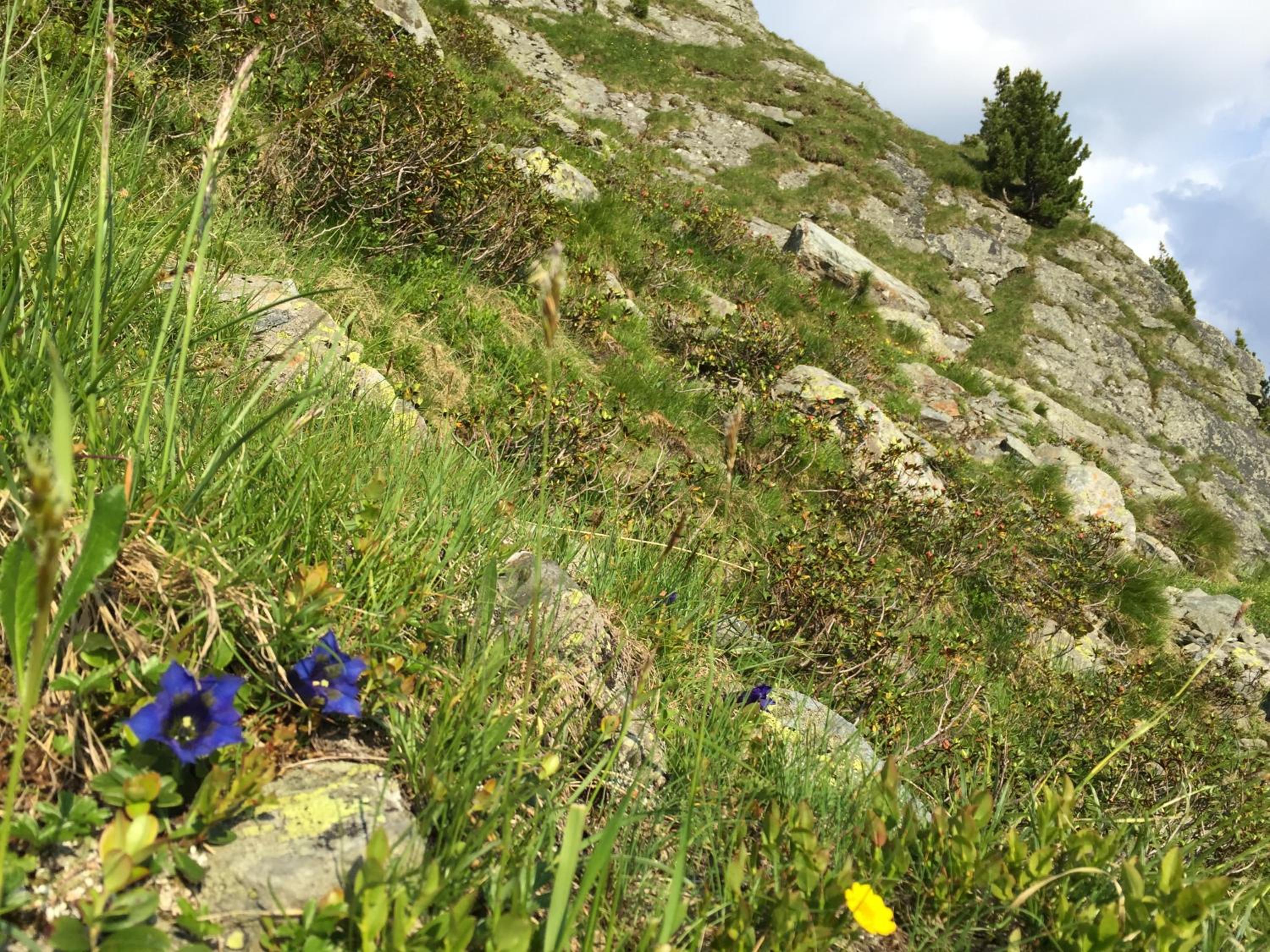 Das Alpbach Juwel