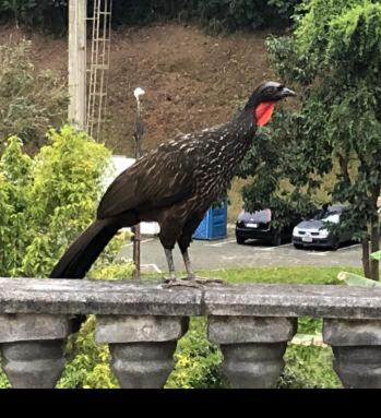 Recanto dos Pássaros em Petrópolis