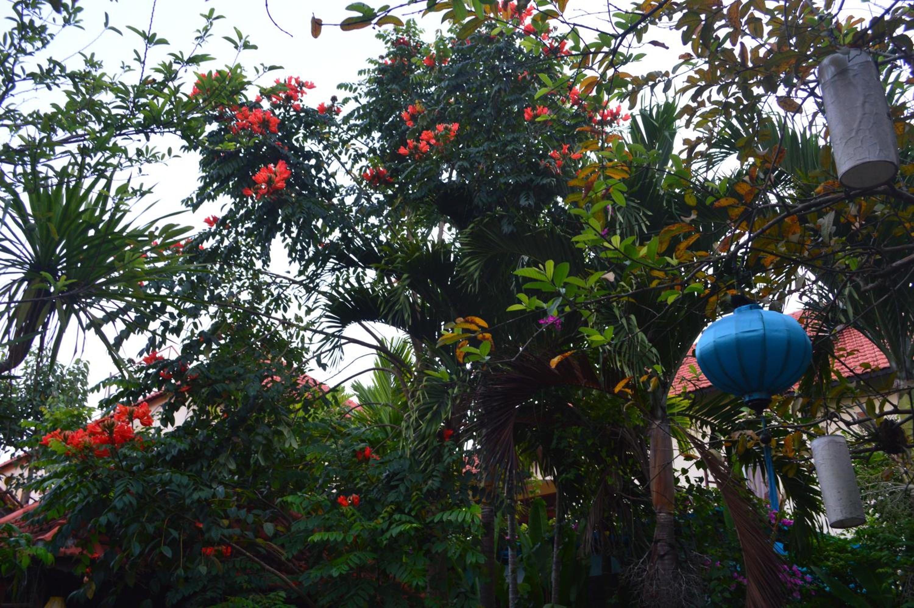 Villa Orchid Garden Riverside Hoi An