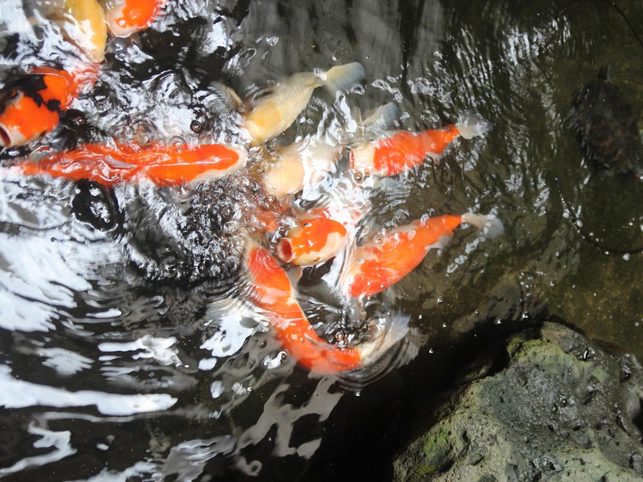 Sinonomesou Kinosaki Onsen