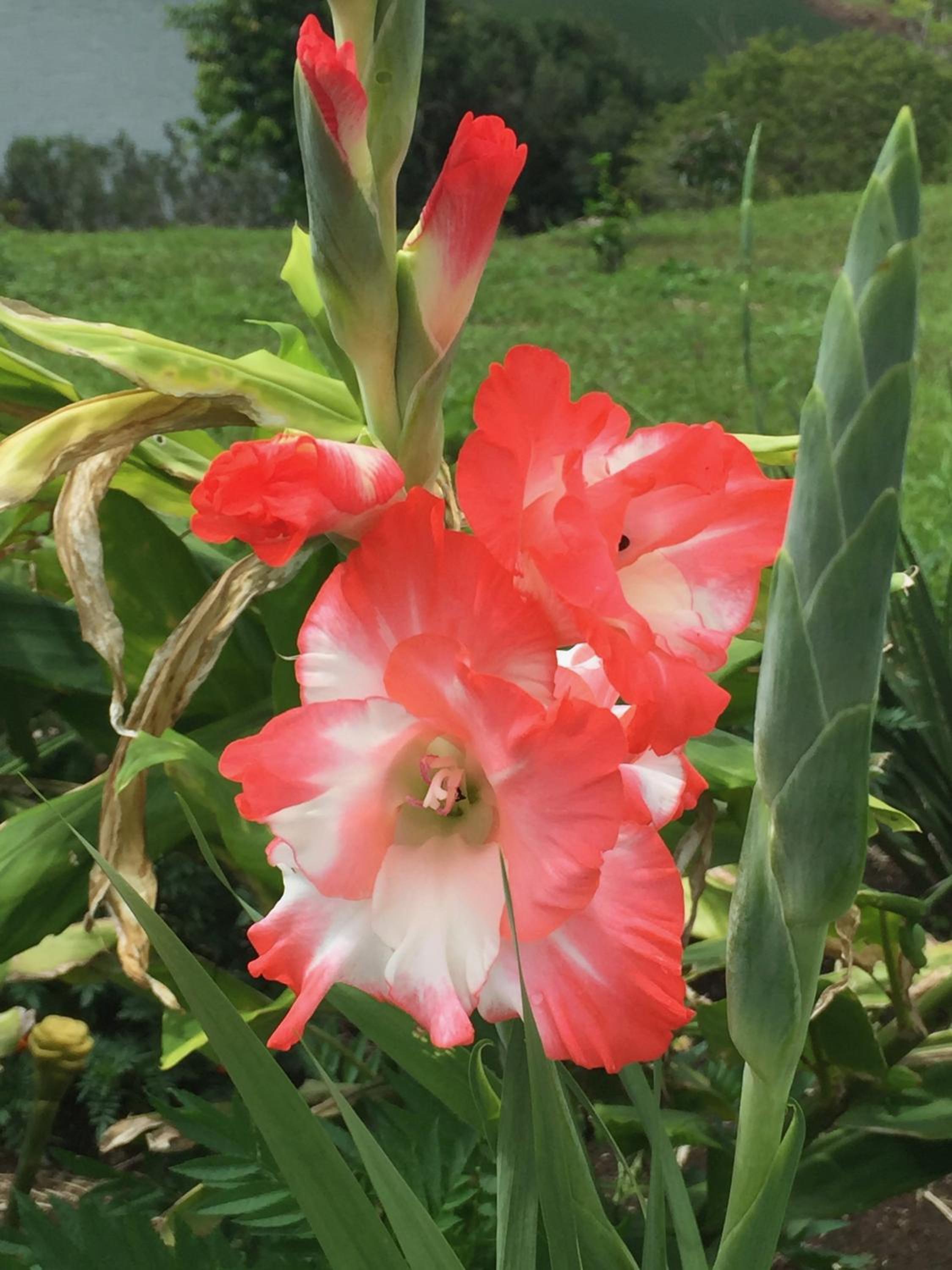 The Fruit Tree Garden Bromeliad Suite