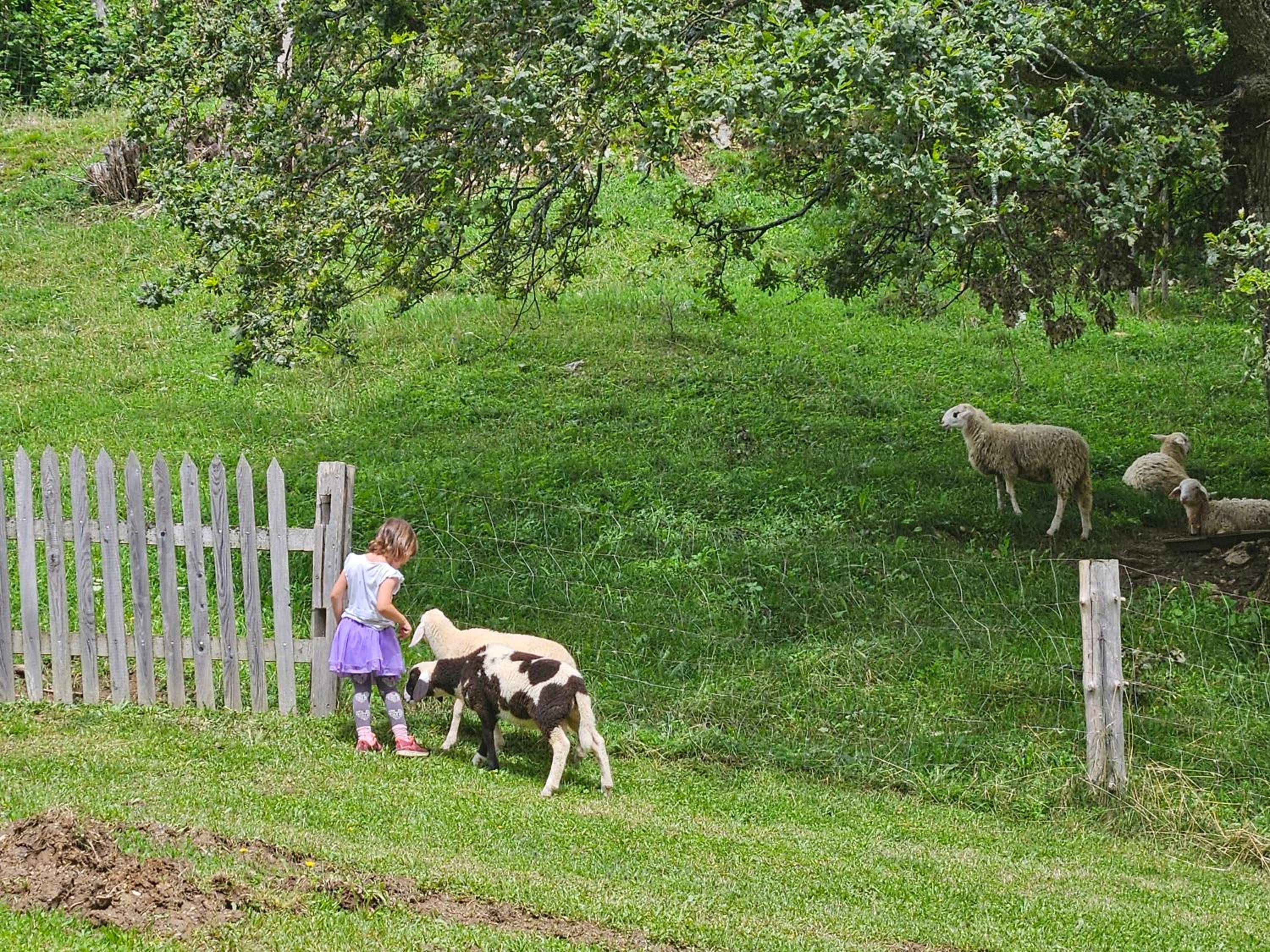 Photo 43