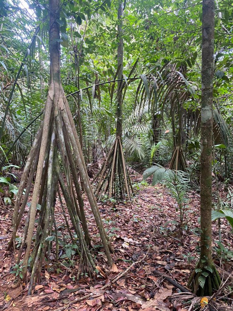 Ecohotel Riomar Mecana