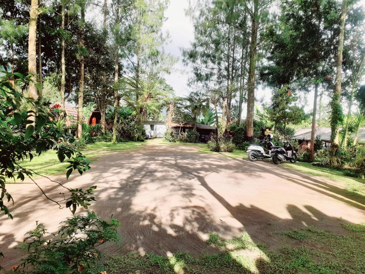 OAK TREE BALI view 3