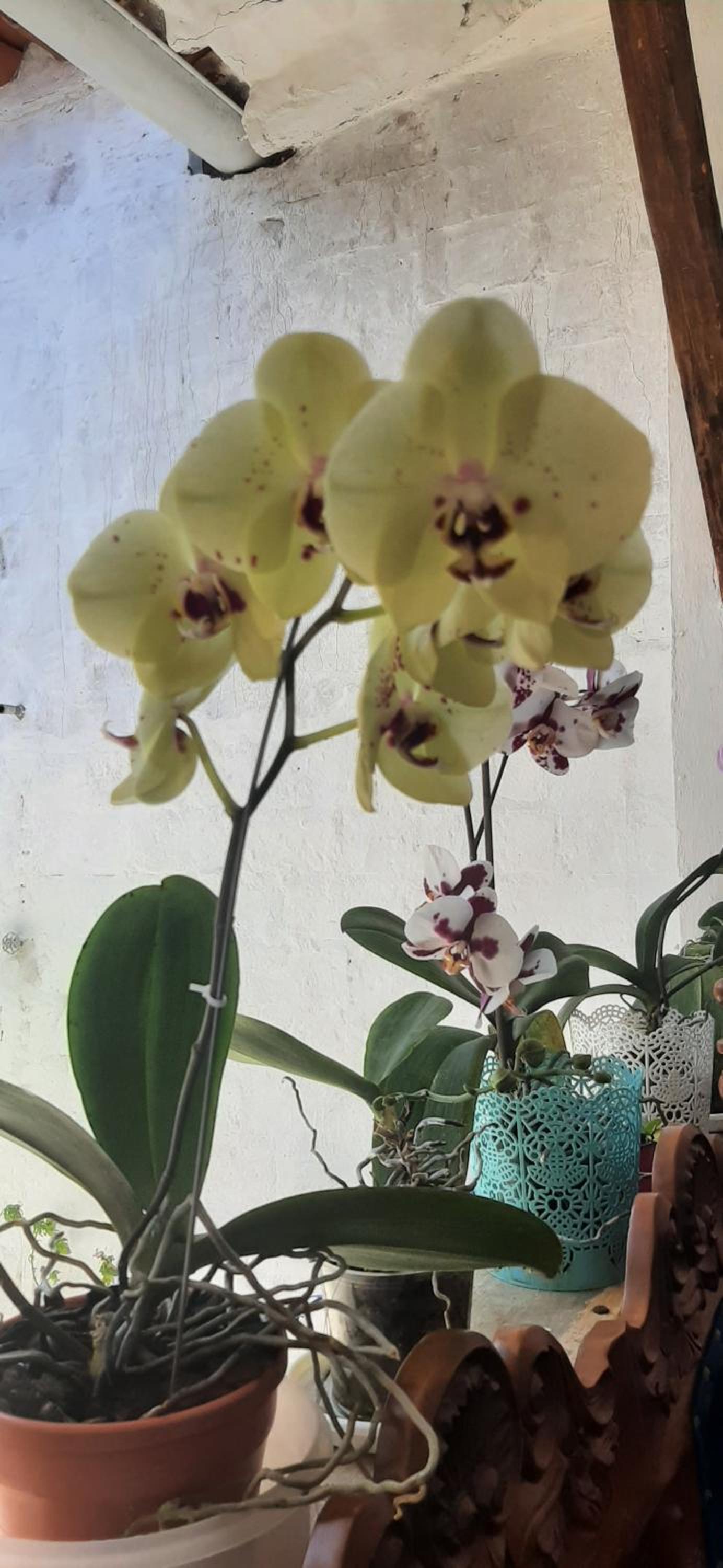 Casa Orquidea Hostal Barichara
