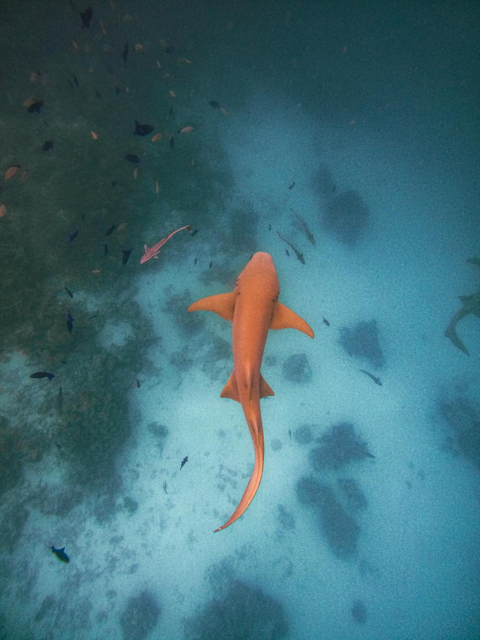 Dhiffushi Inn 15