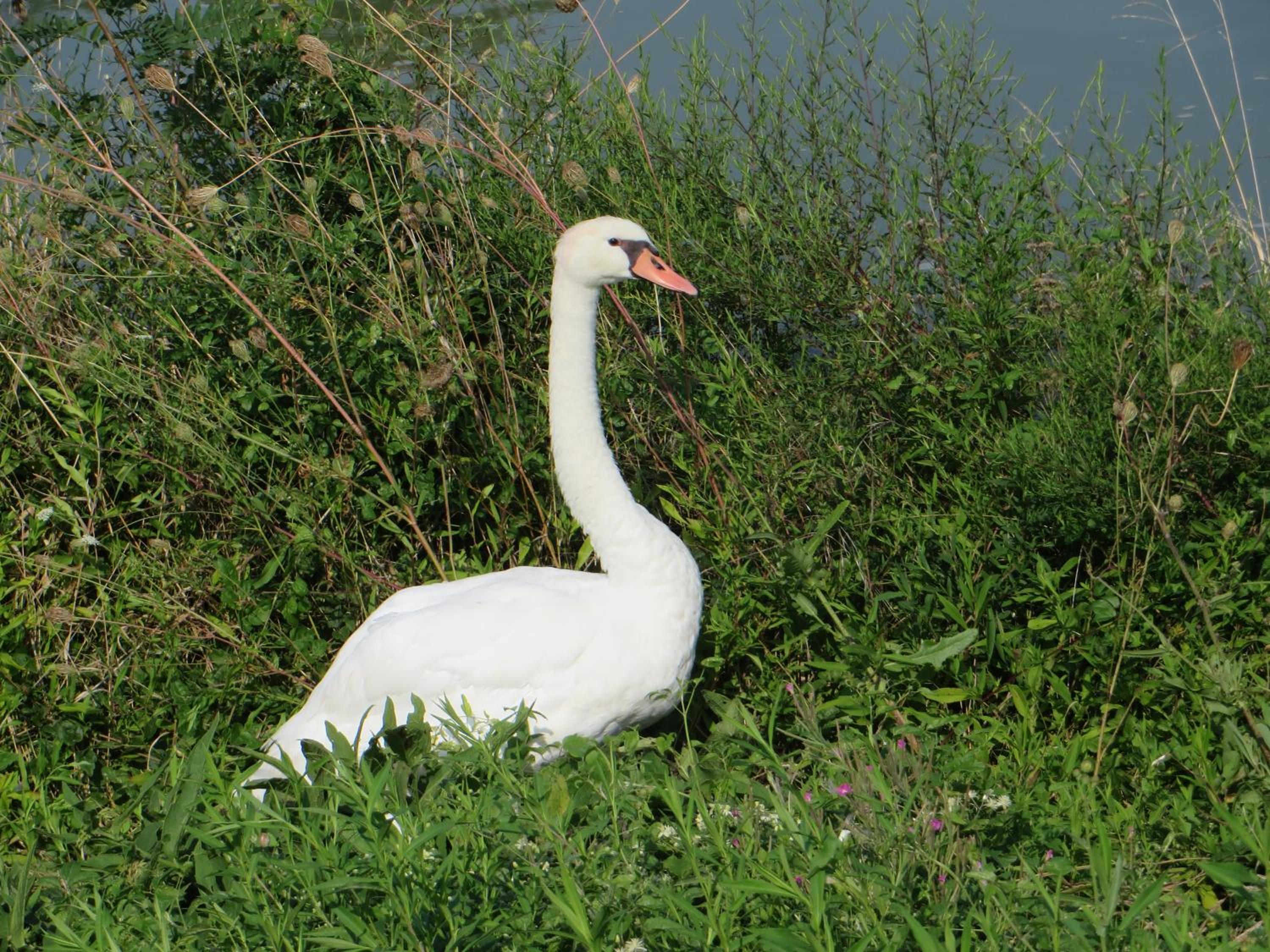 Appartamenti Pavesi