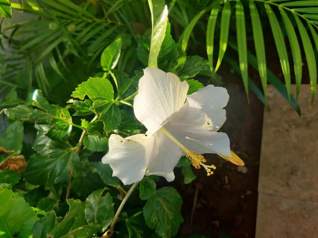 SHREEJA VILLA