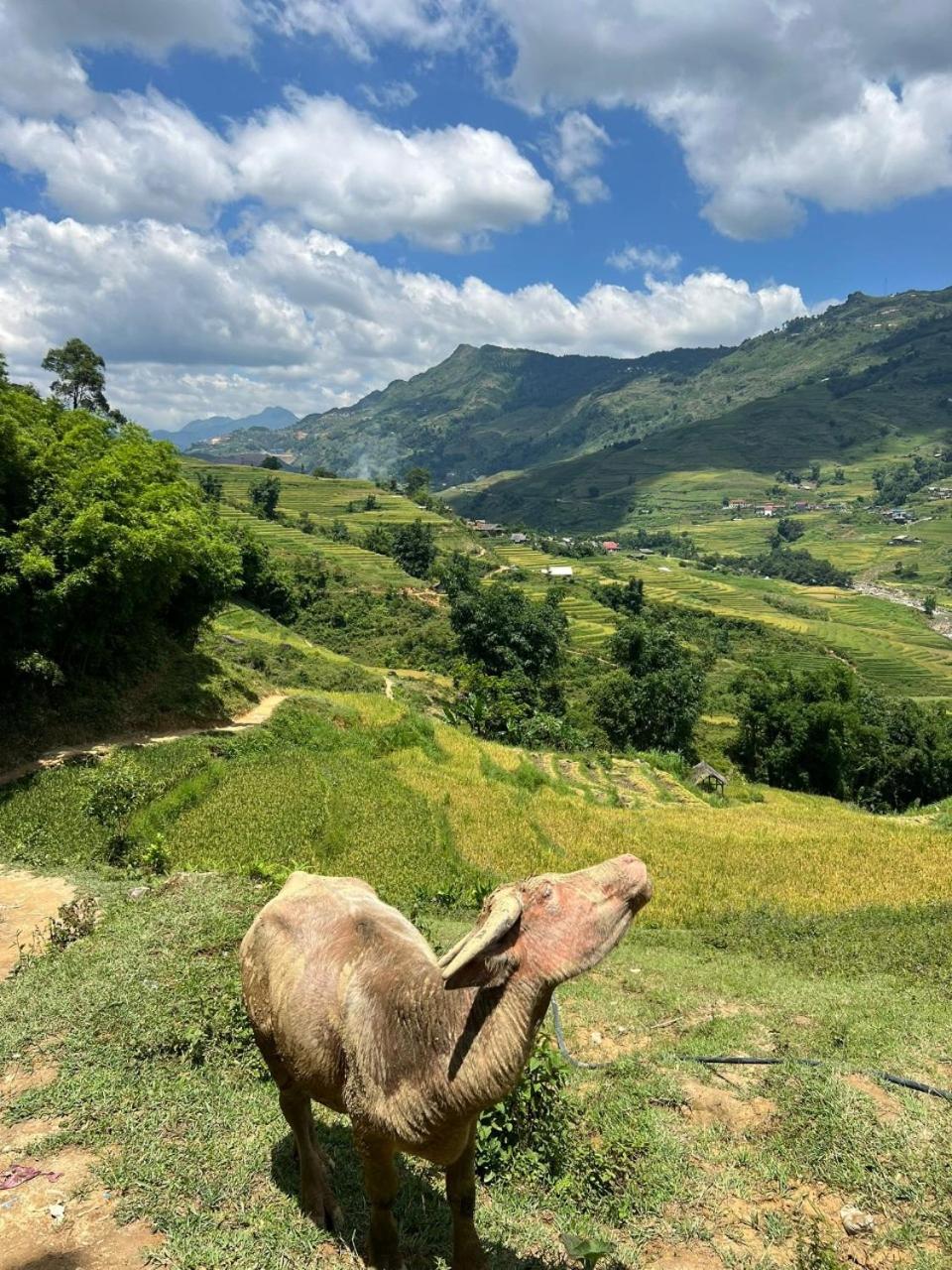 Surelee House and Trekking view 5