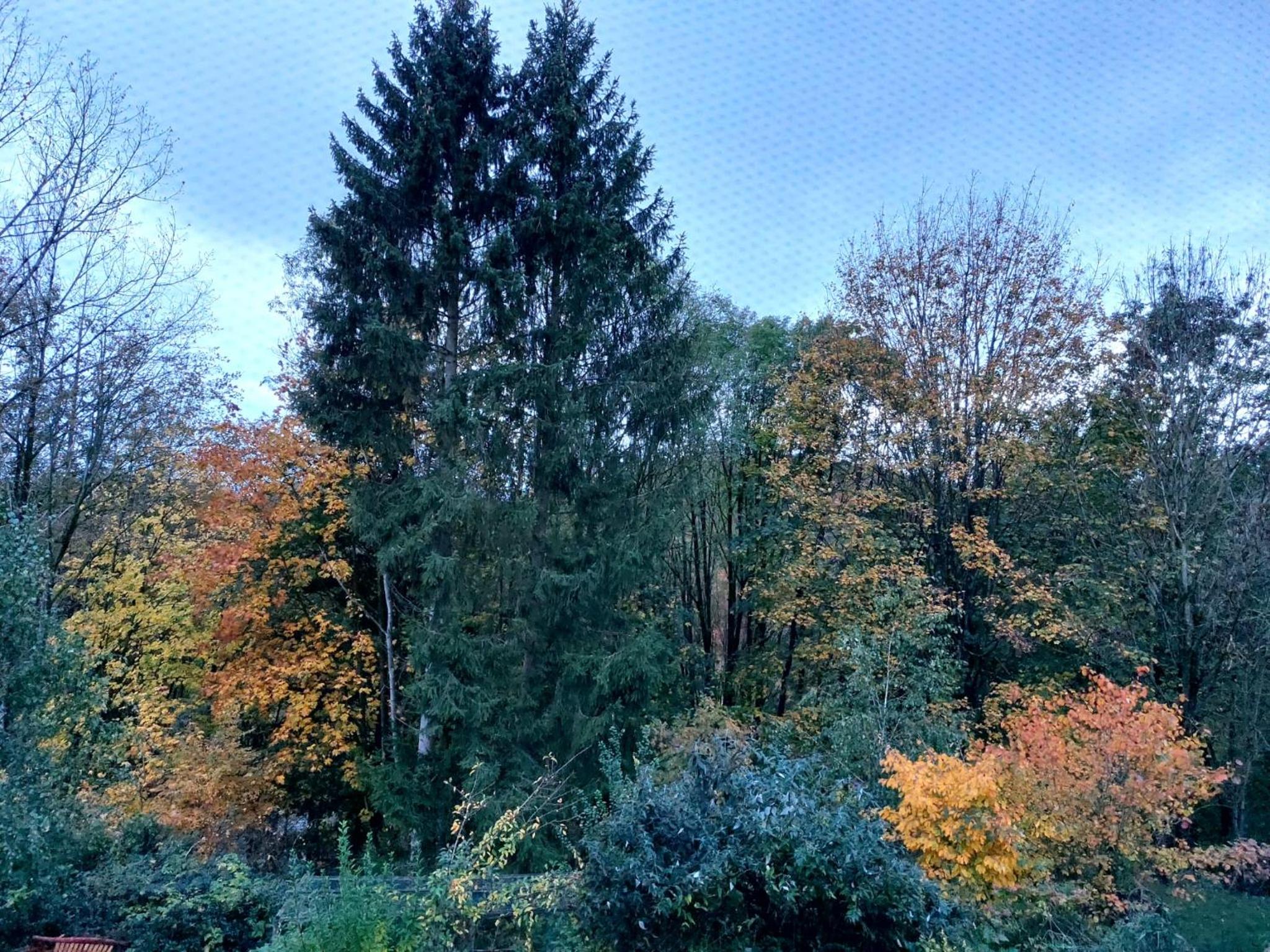 Olifant in Osterode