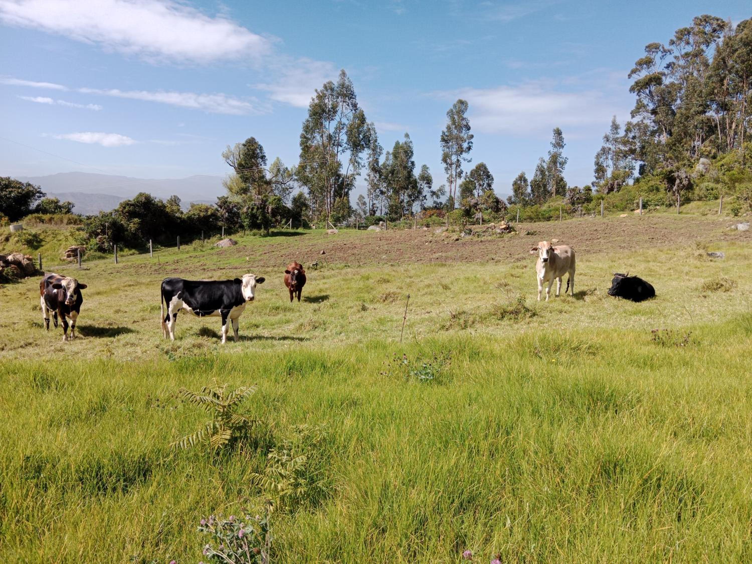 Finca la Riverita