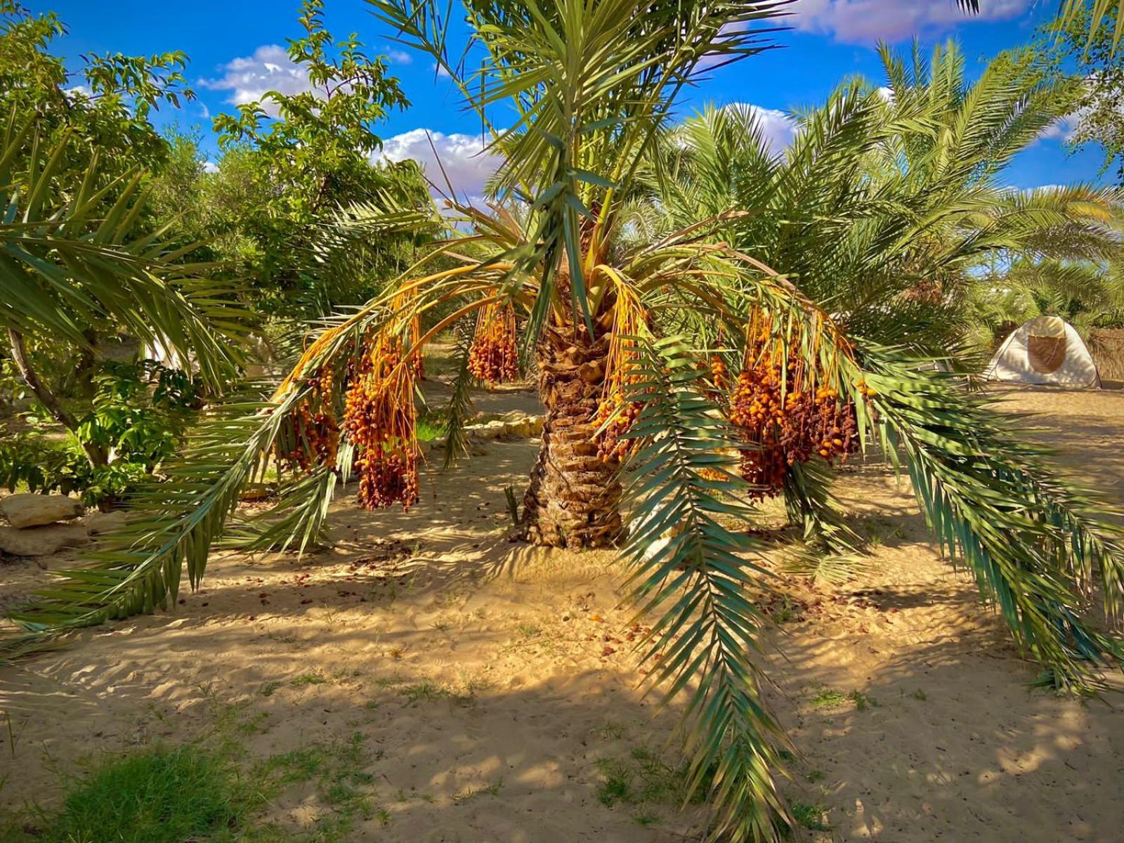 oasis hot spring