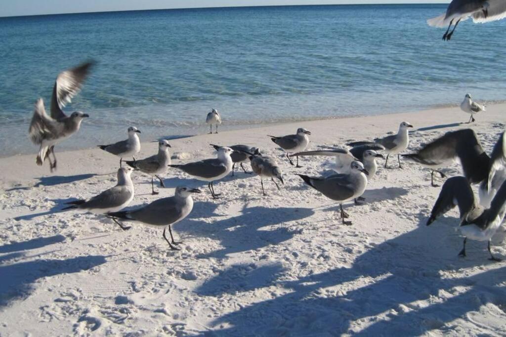 Pelican Isle - Breathtaking View