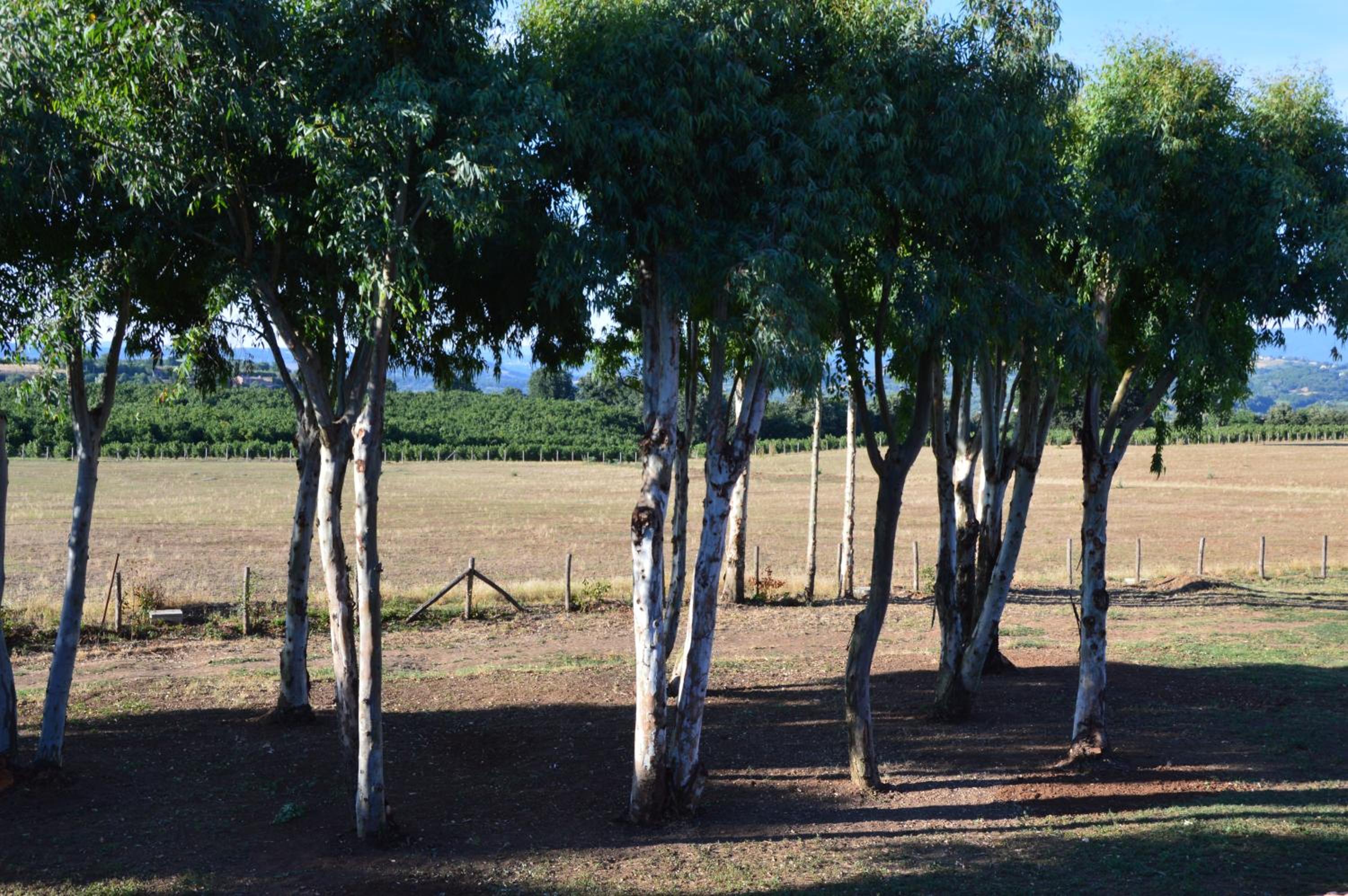 Fattoria Lucciano