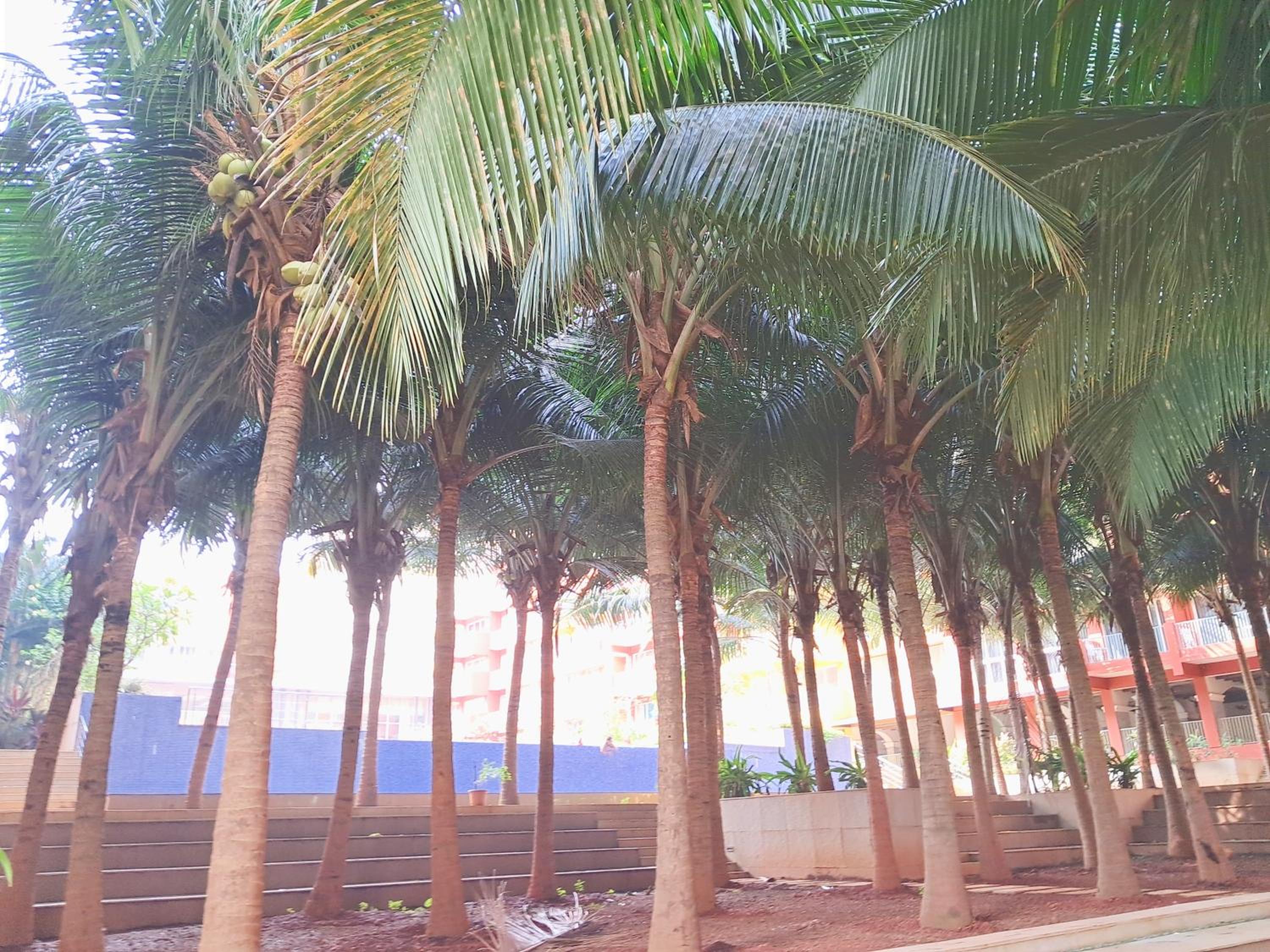 Premium 2BHK -10 min to GOI airport & beach -Pool access -Balcony with city view view 3