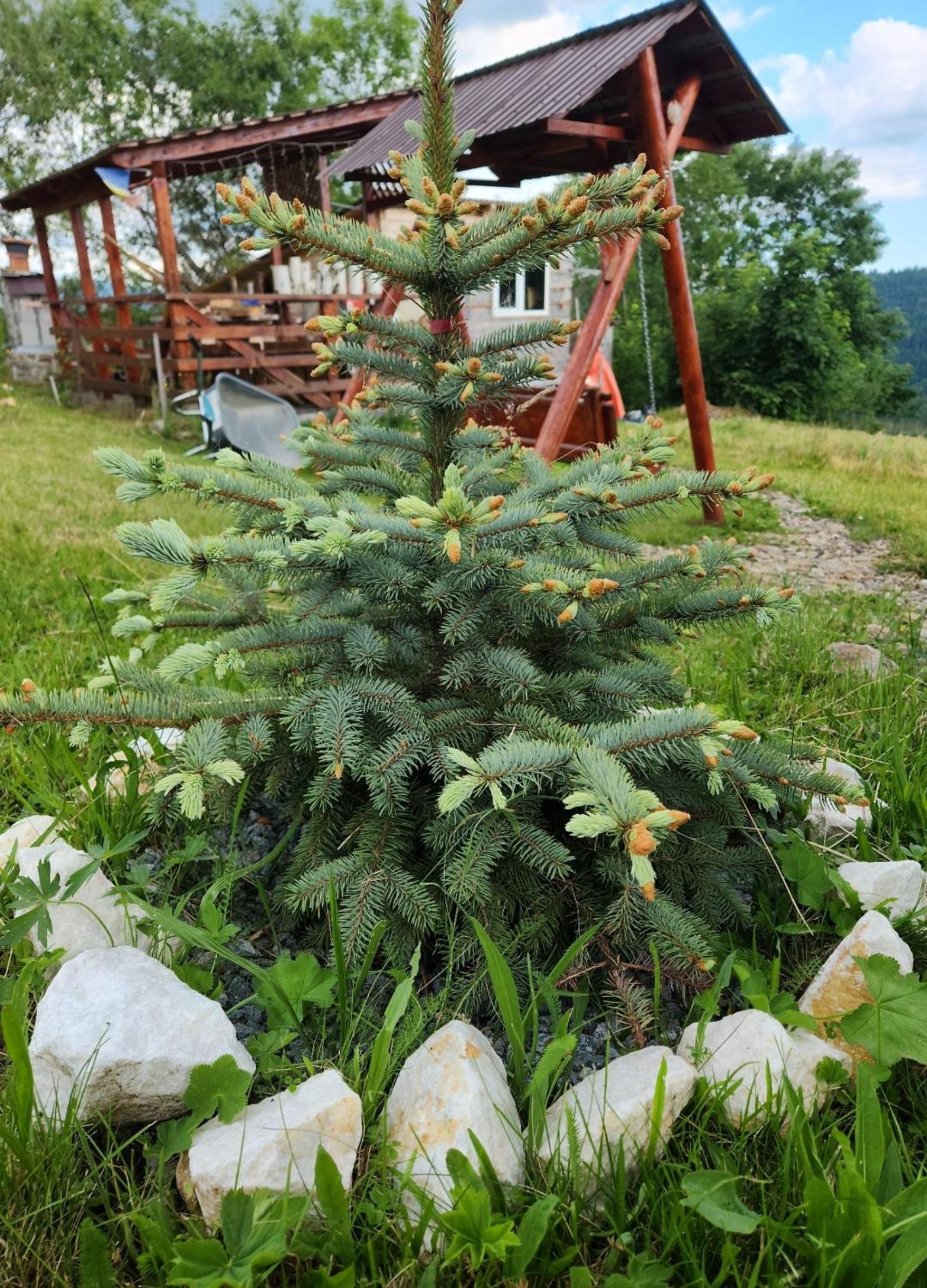 Cabana Lupul din Apuseni view 5