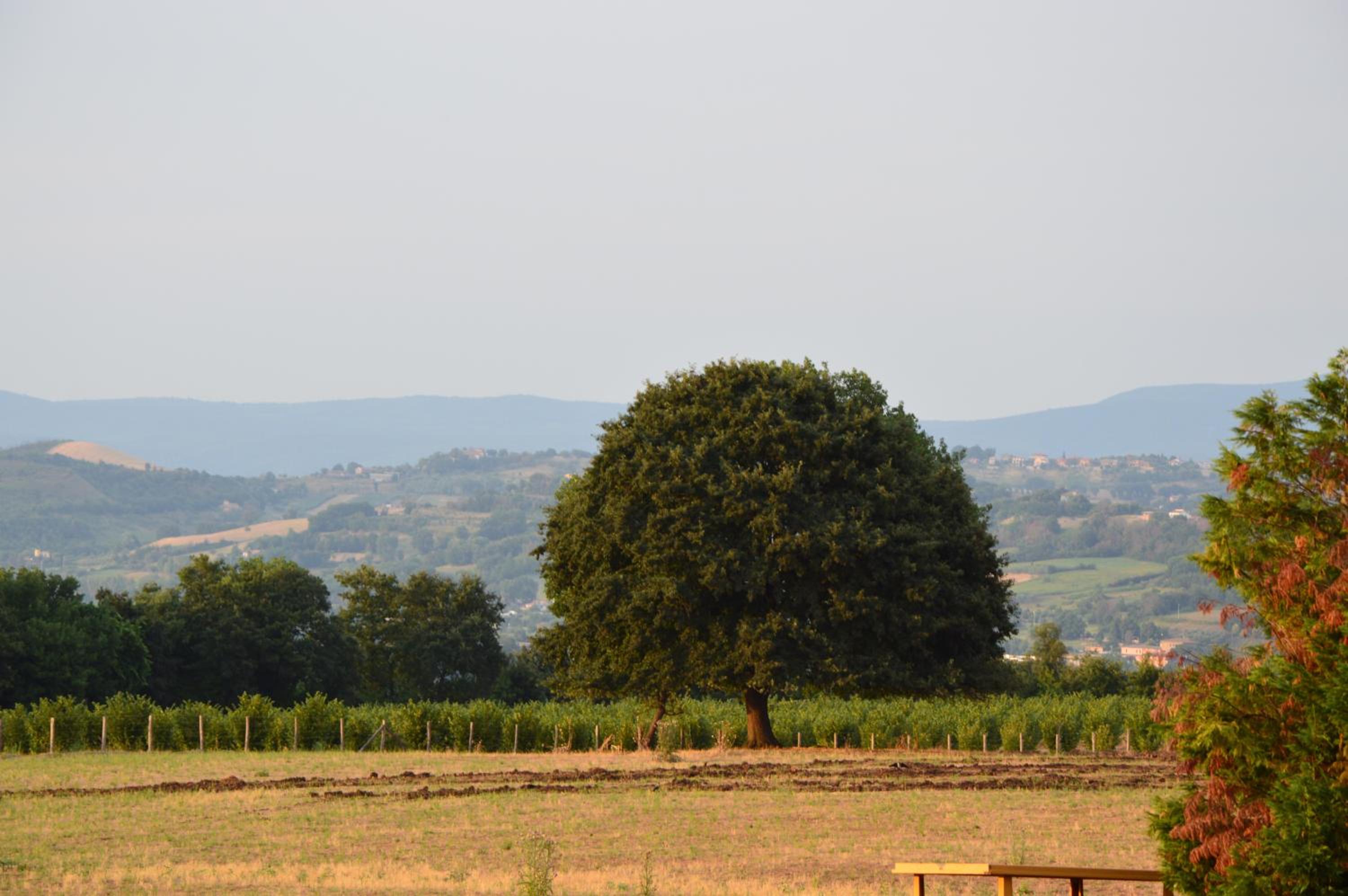 Fattoria Lucciano