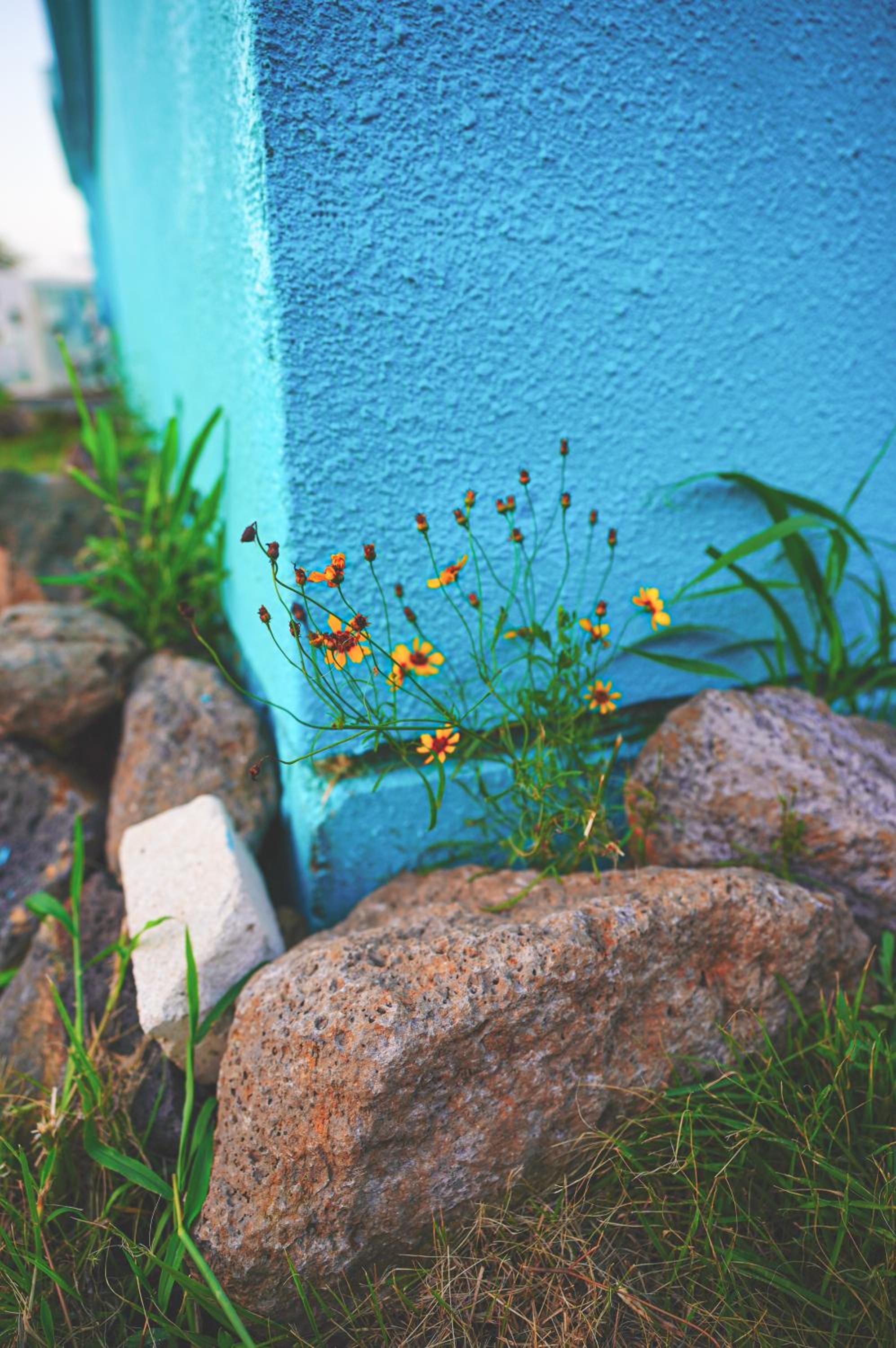 Jeju Love Stay Mint