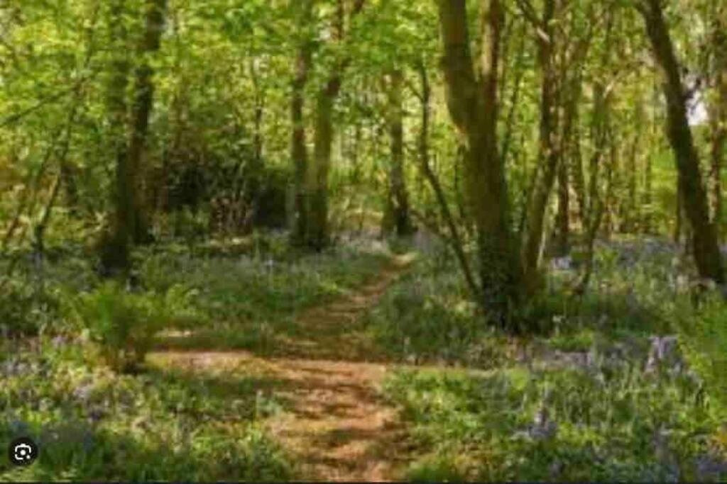 Quirky Little Hidden Den Near Beaches & Walks view 3