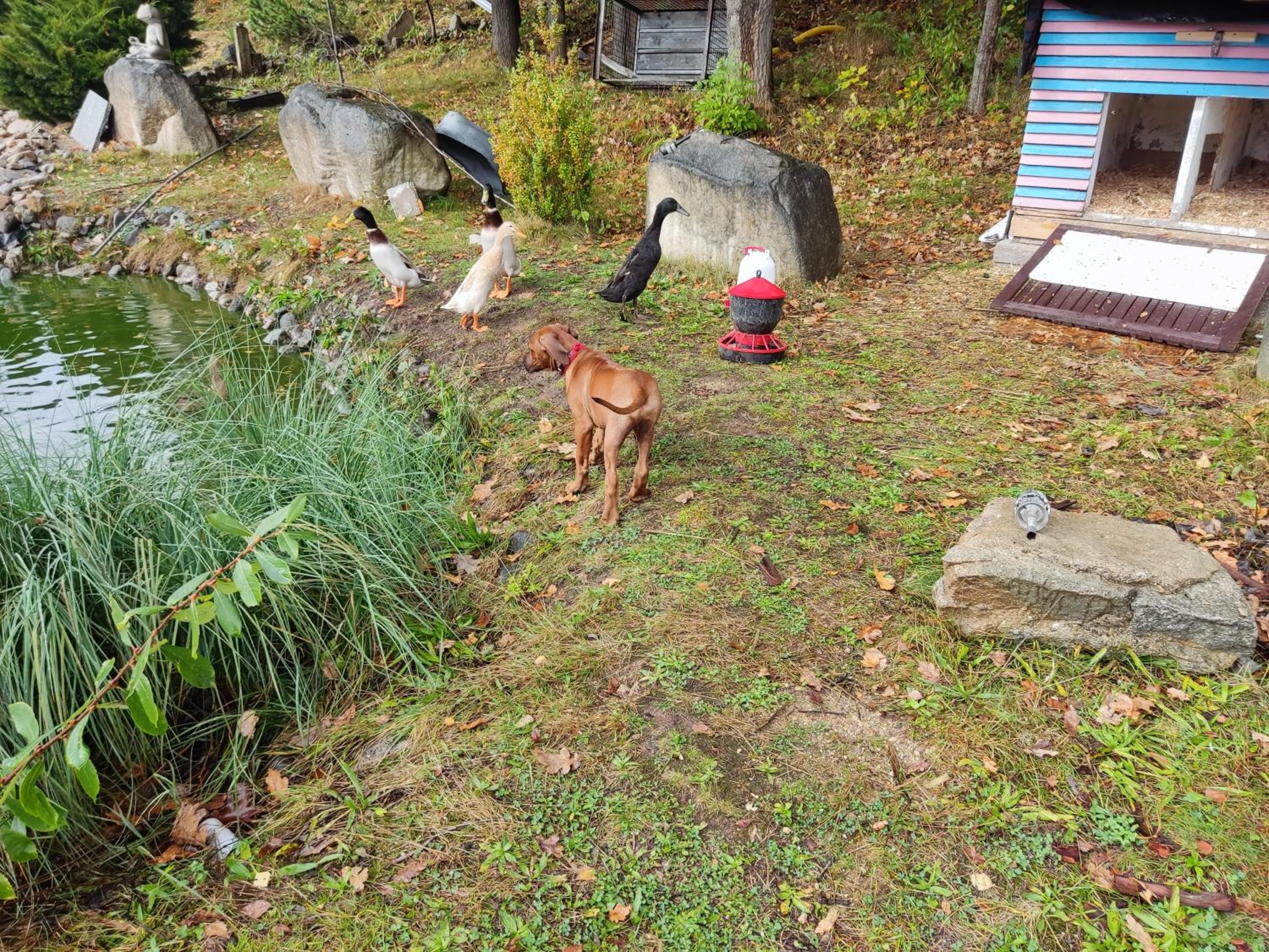 Photo 16