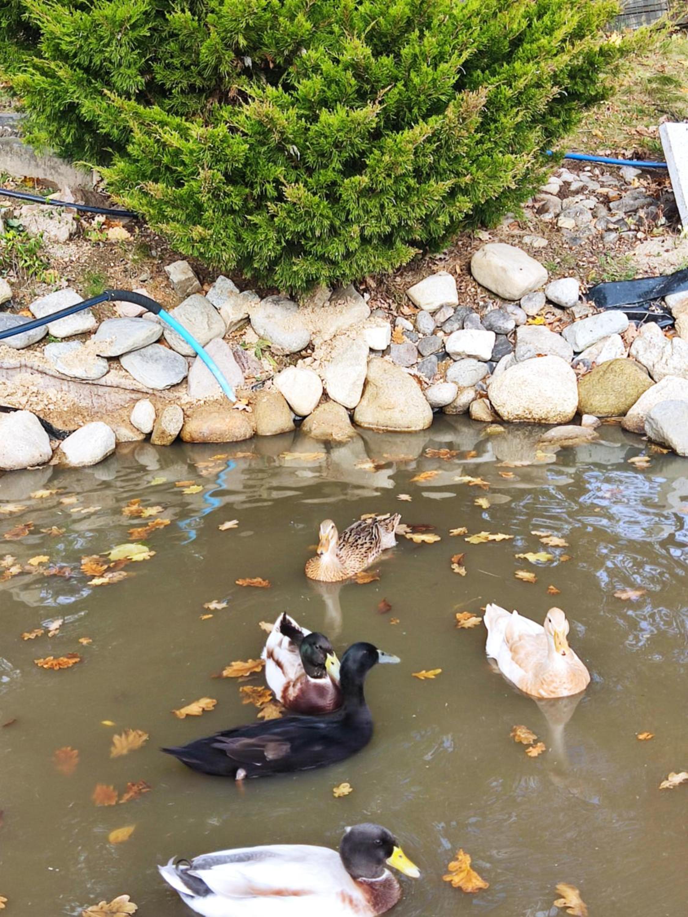Photo 18