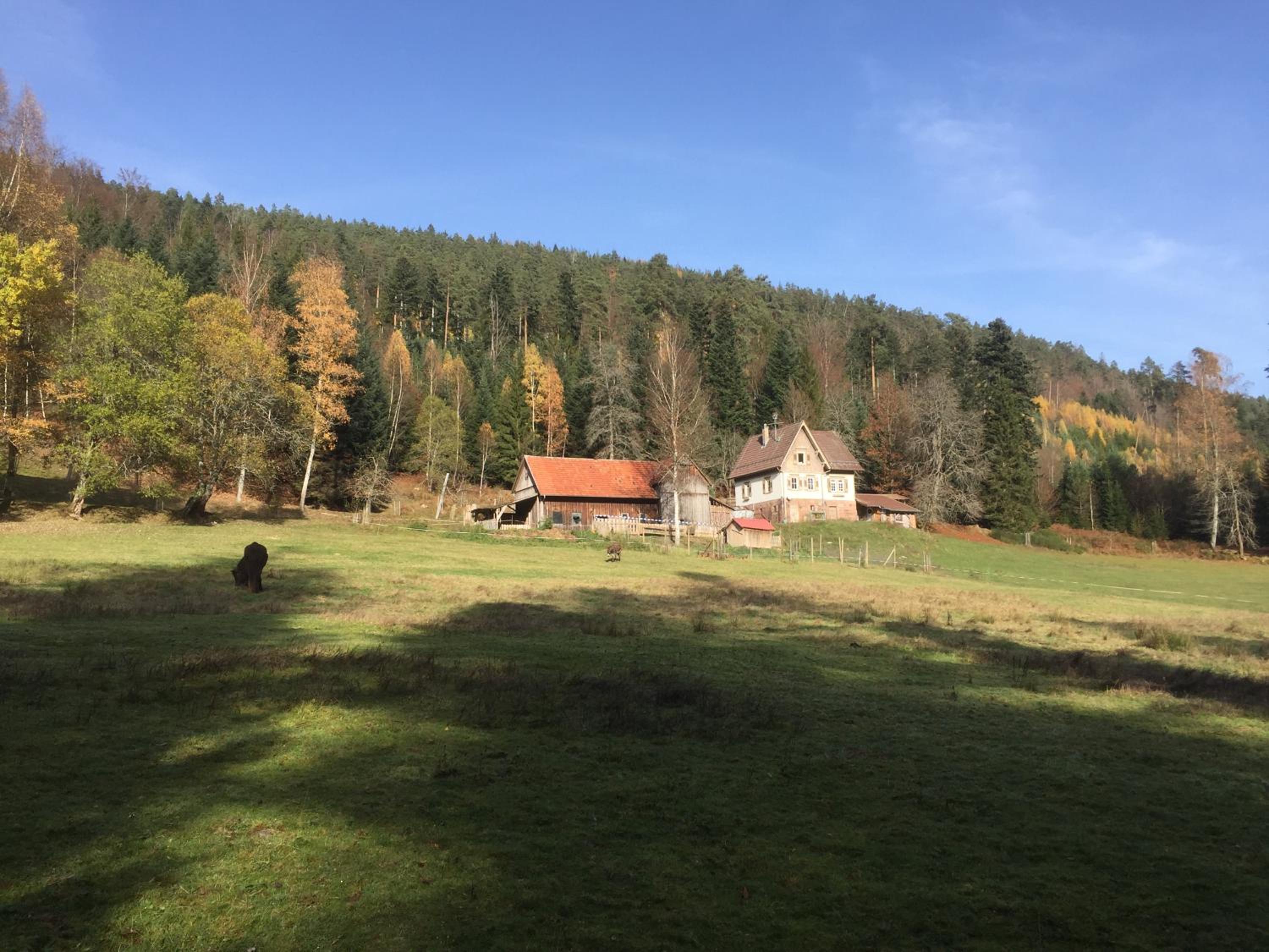 Ferienwohnung Kuckuck auf dem Sommerberg incl Schwarzwald Plus-Karte - 2 Zimmer 50qm