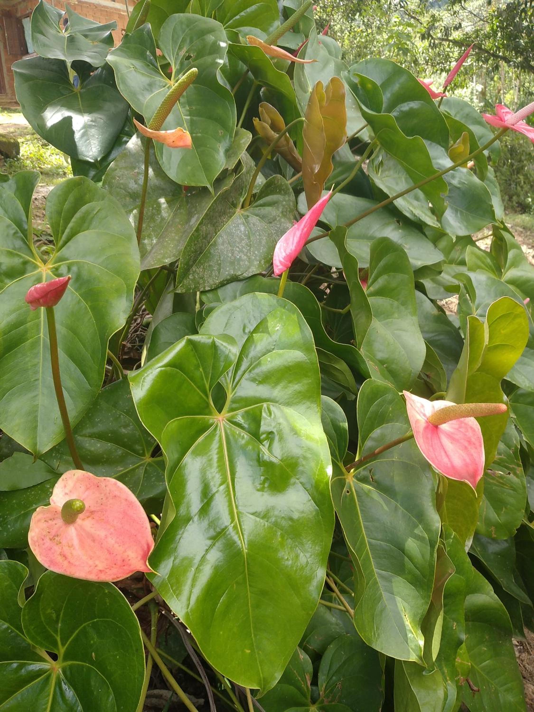 Casa Cores da Mata