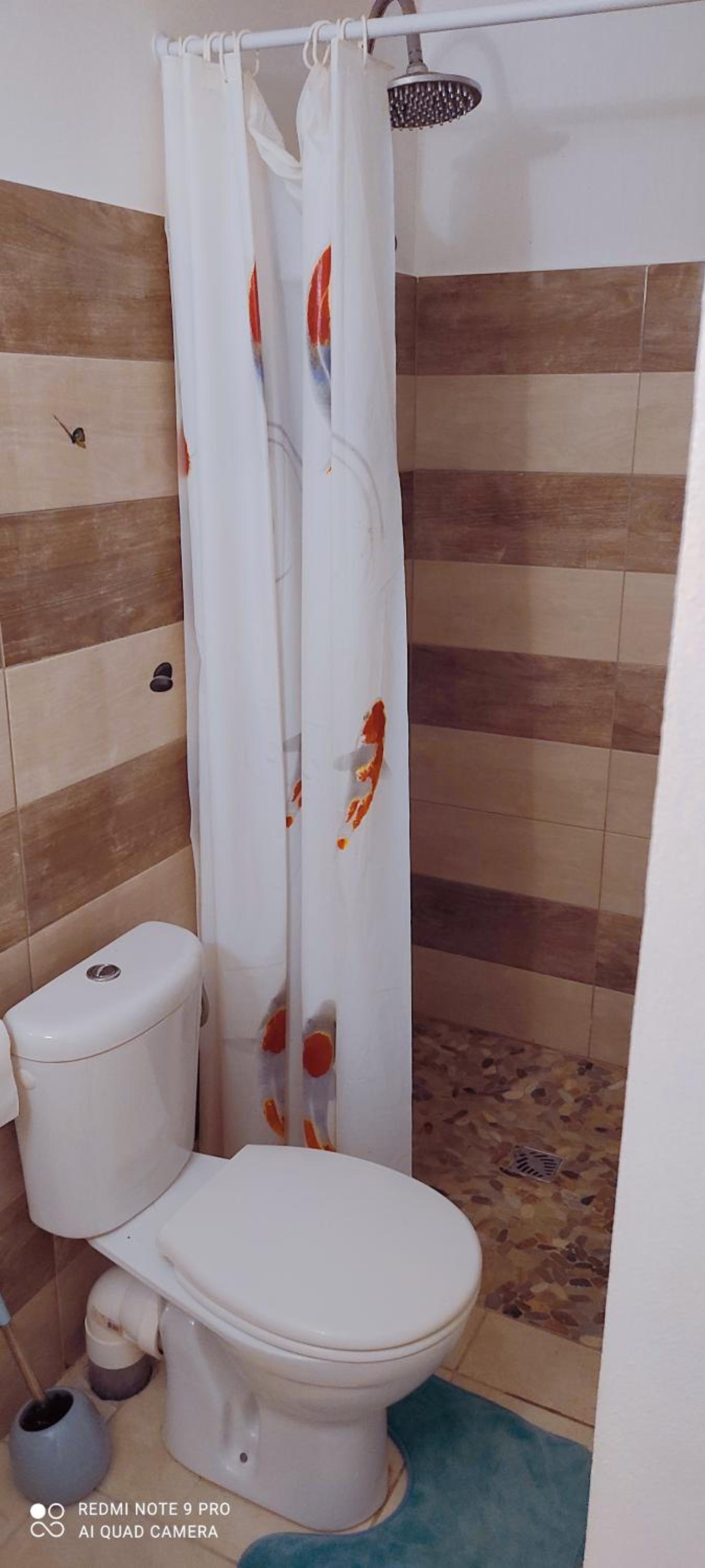 Logement cosy cadre tropical, arbres fruitiers view 5