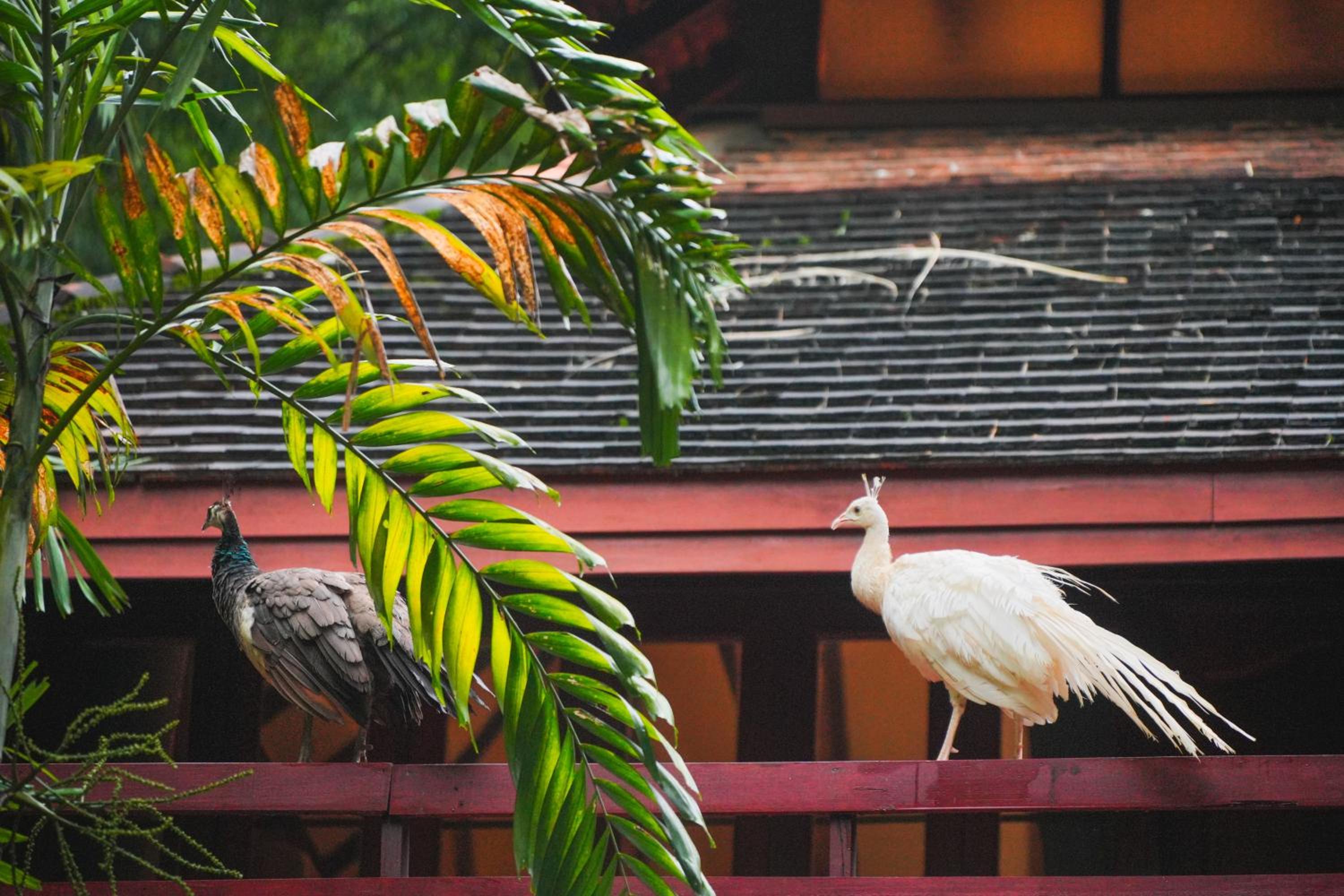 Sukantara Cascade Resort and Spa