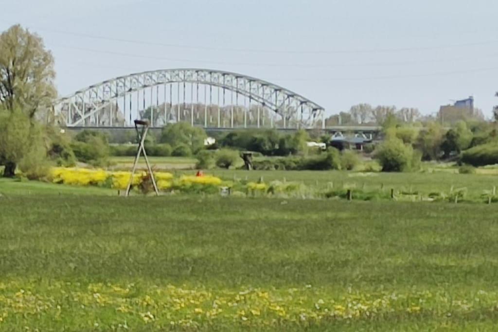 Cornfield