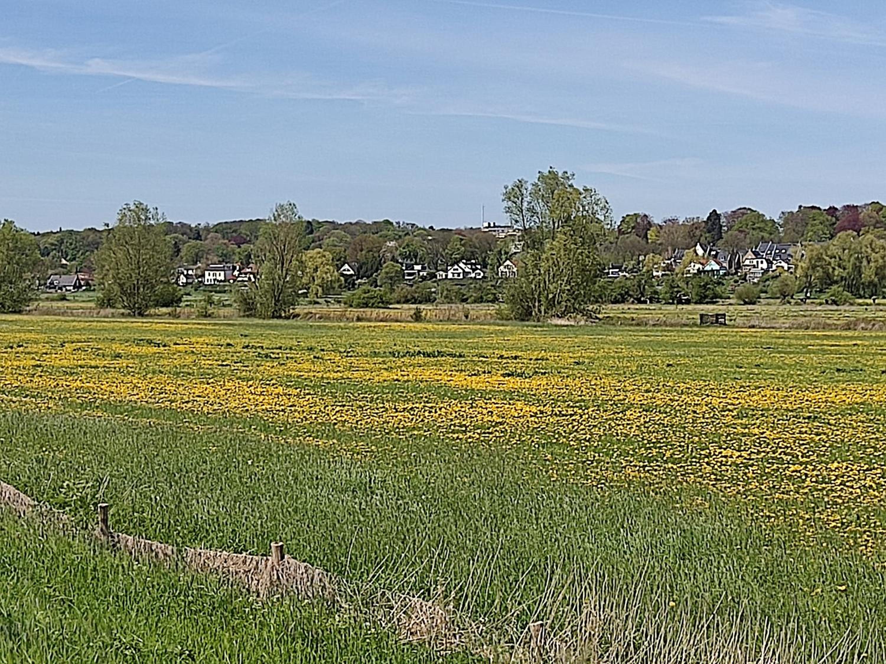 Cornfield