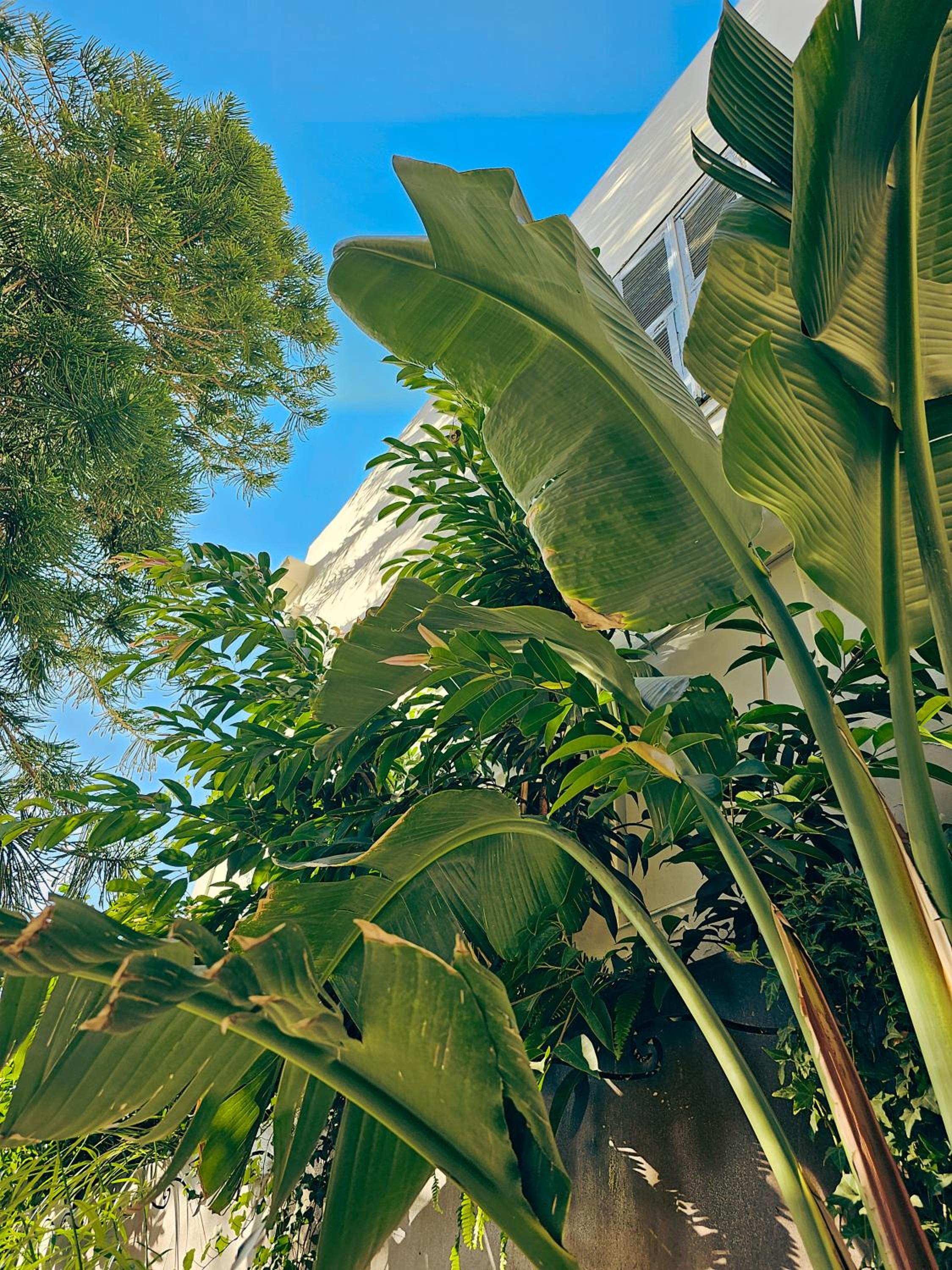 garden