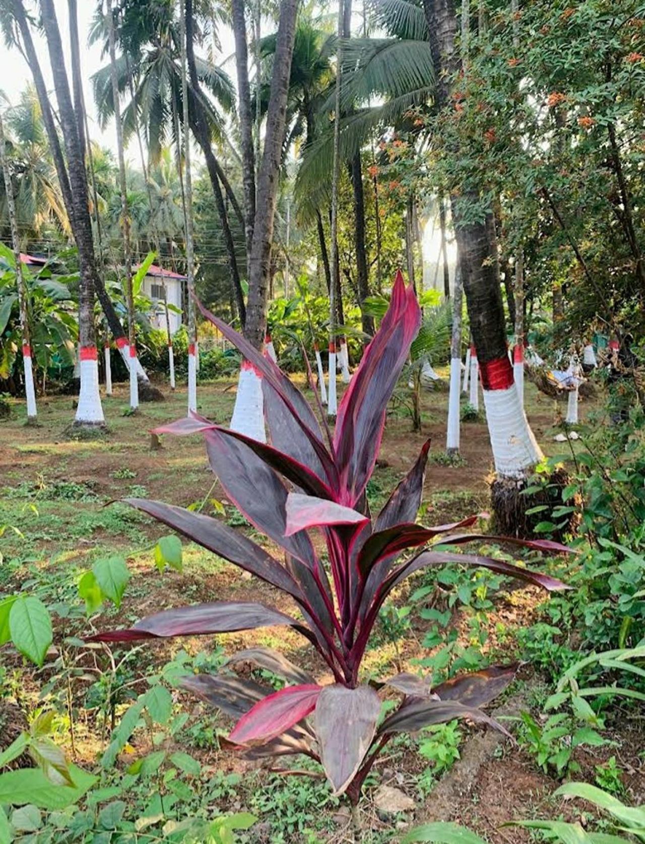 Savita Farmhouse
