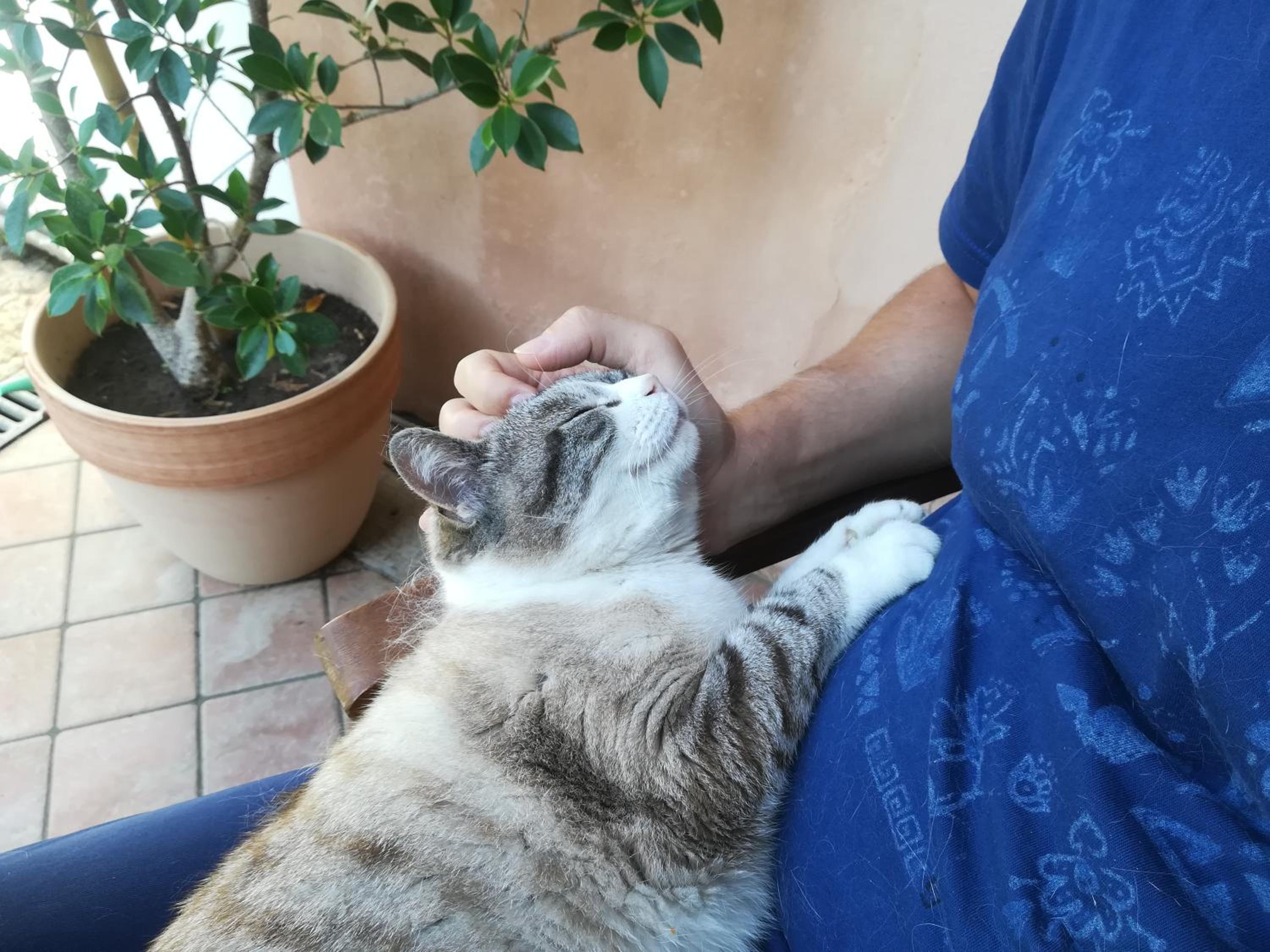 human
