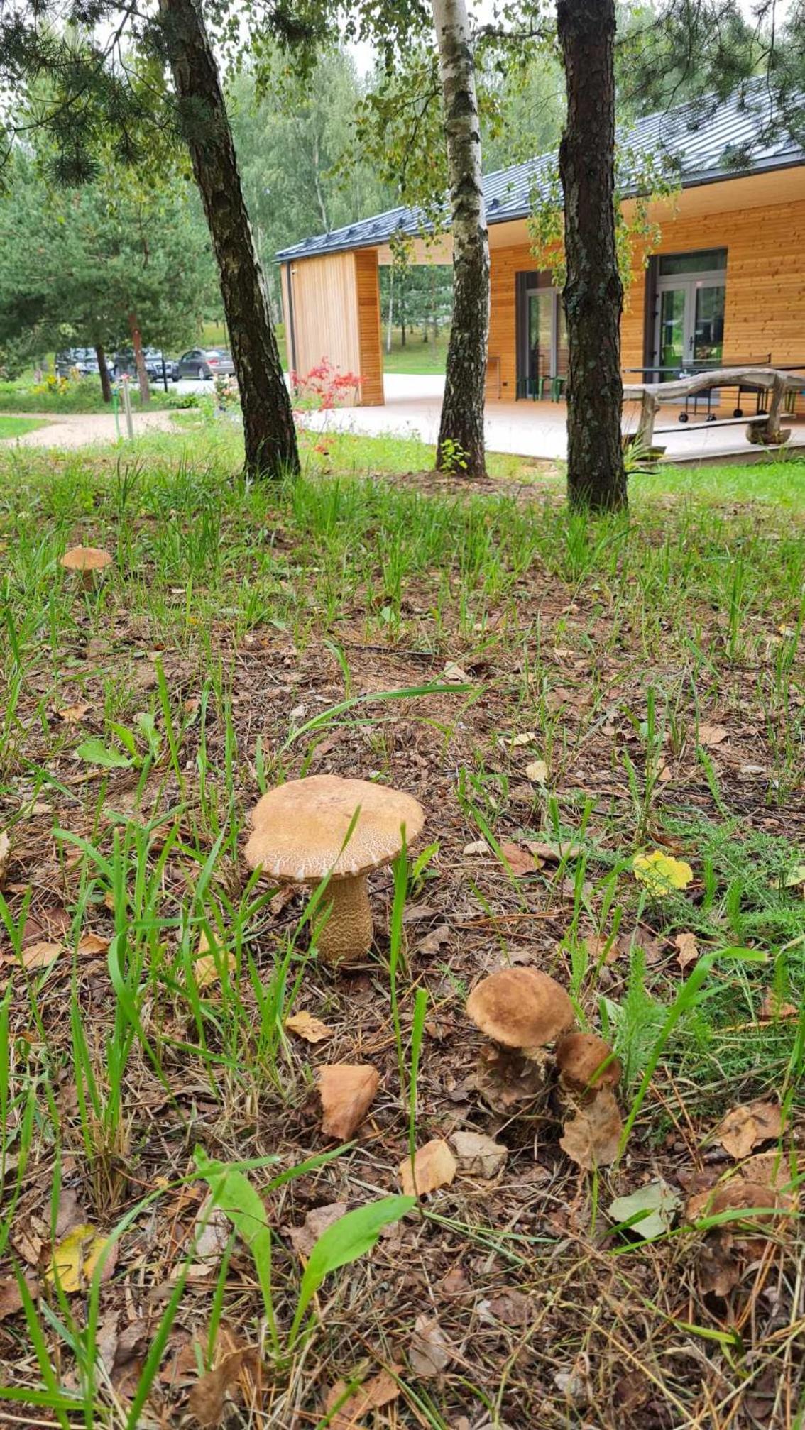Miško Santorija
