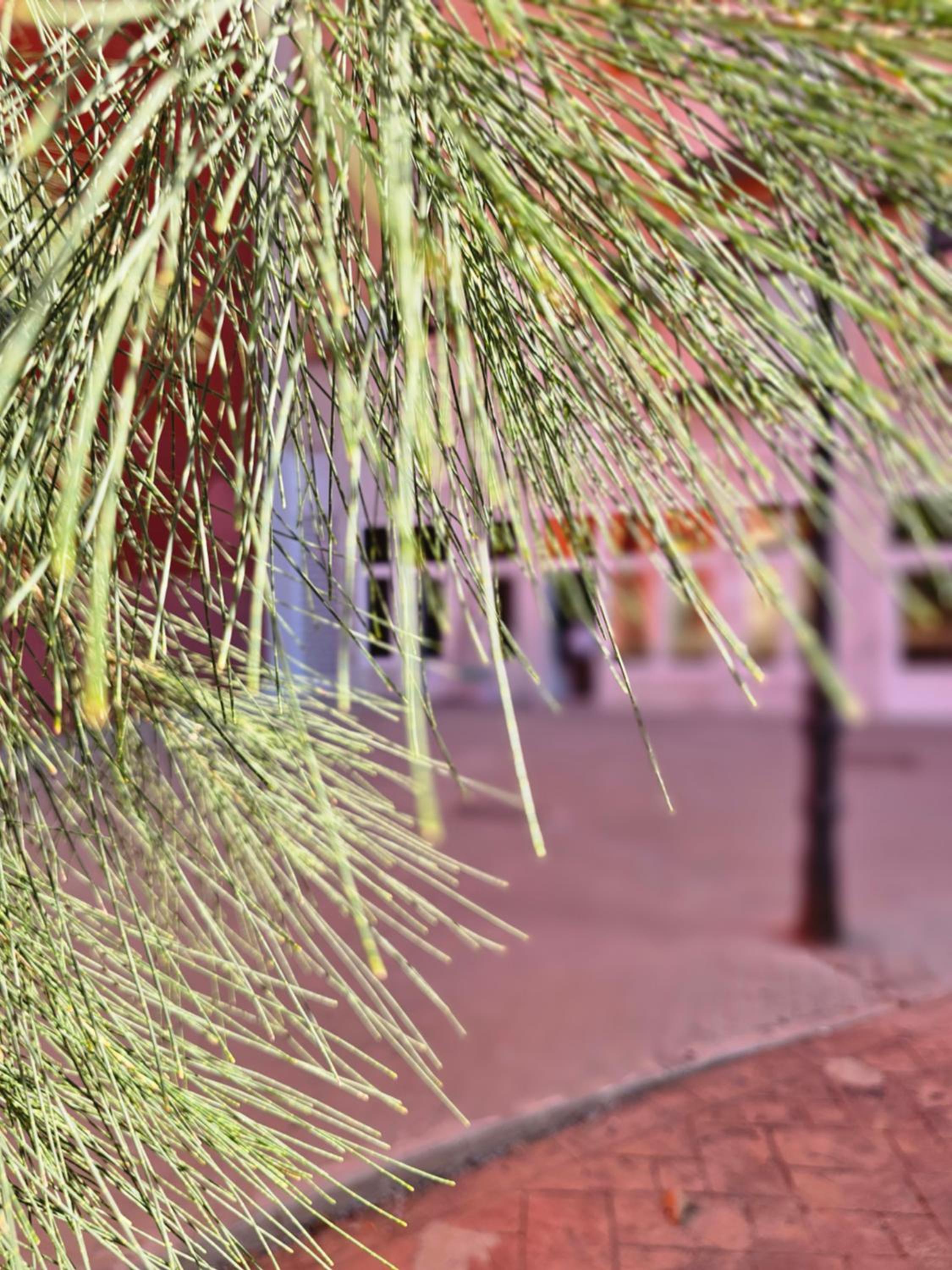 Lounge garden sea mint fresh