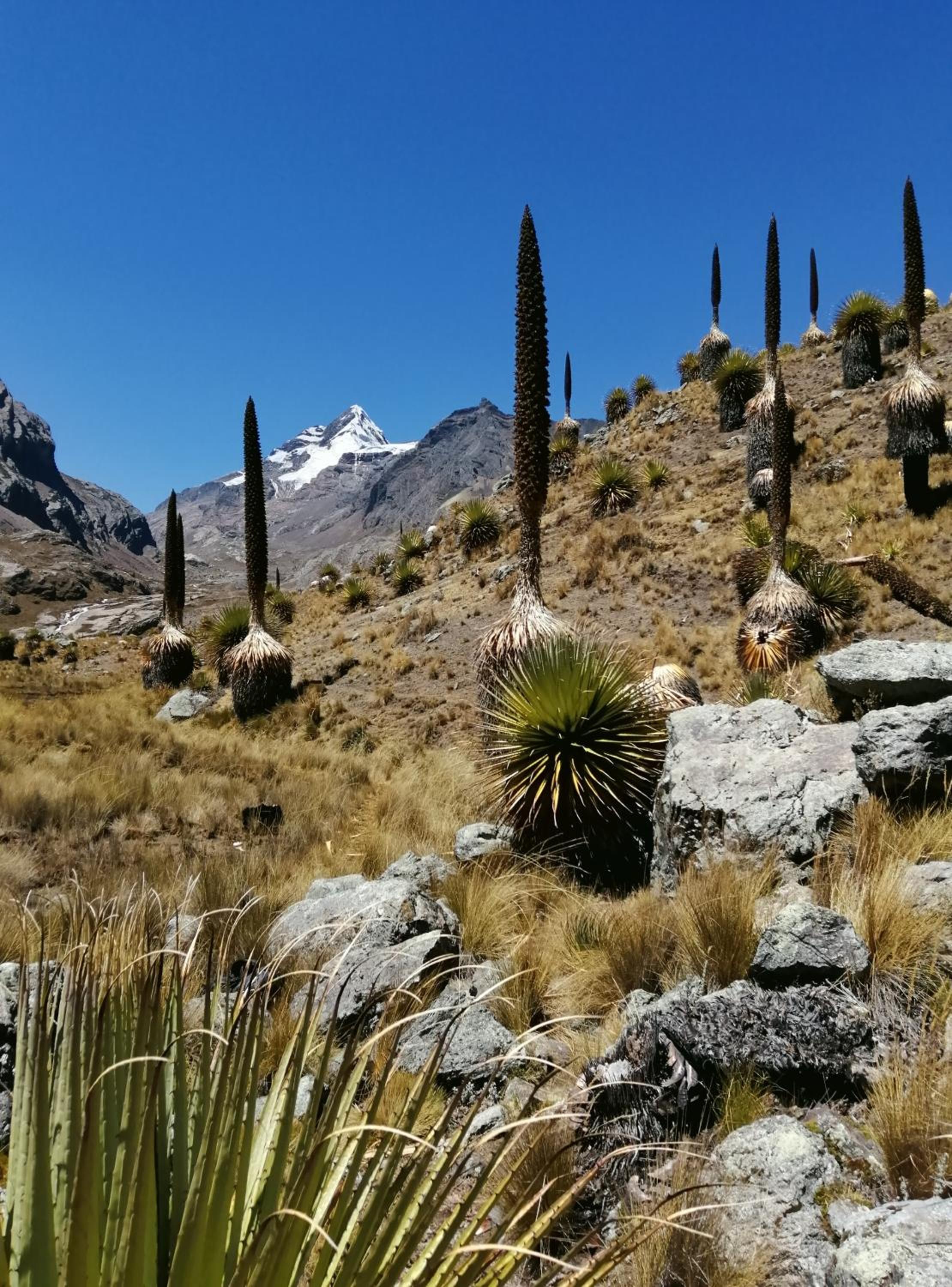 Amazing Huaraz
