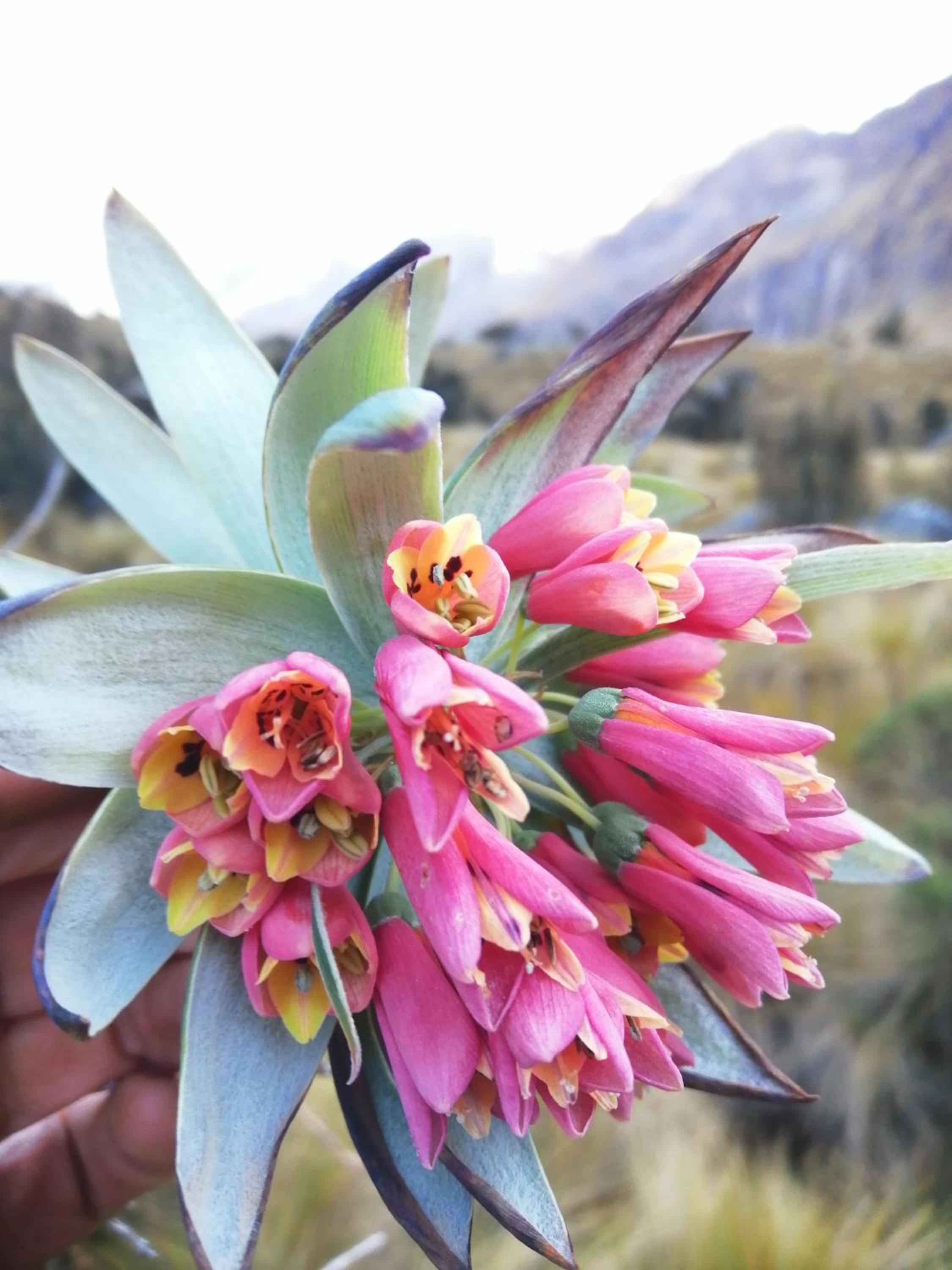 Amazing Huaraz