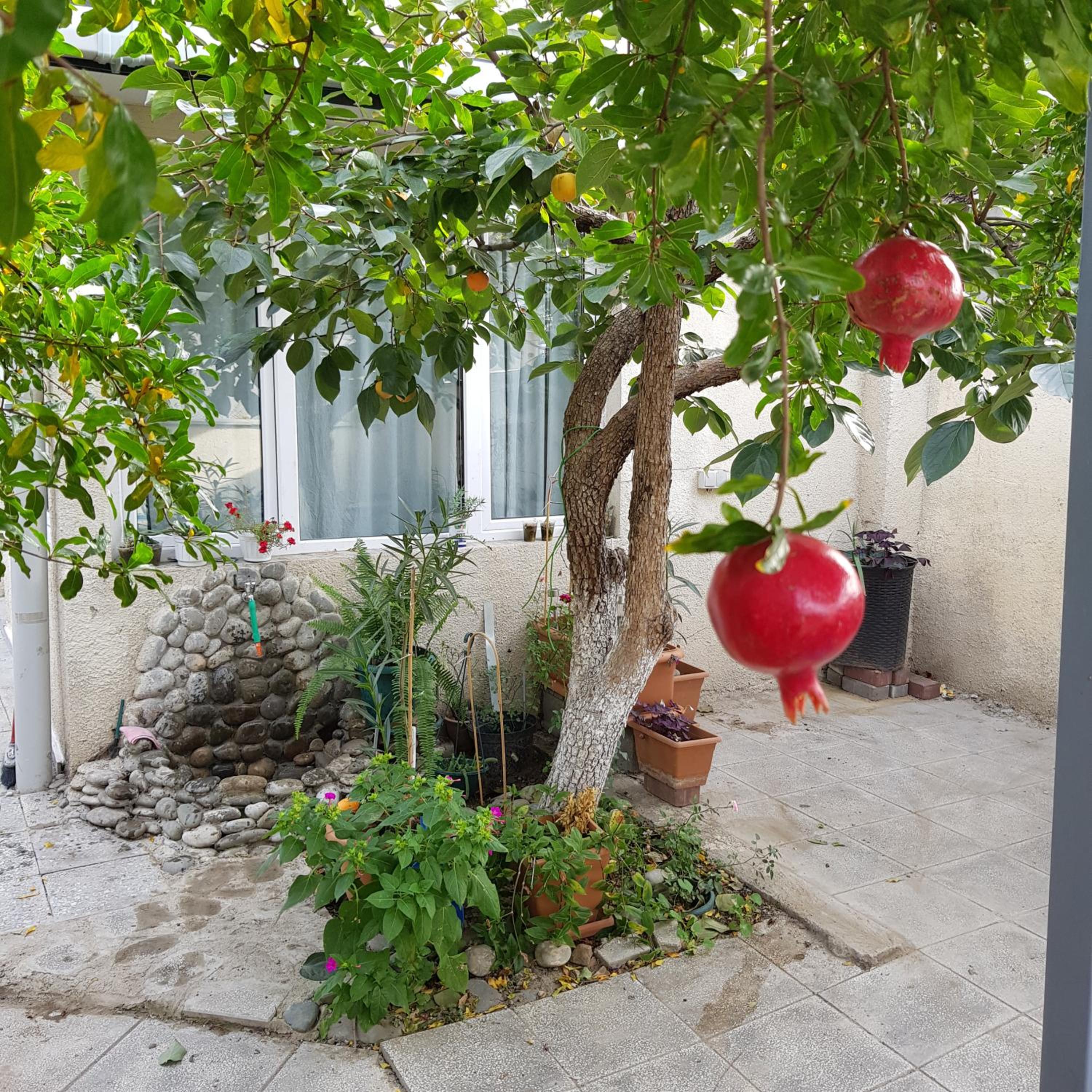 Summer Garden