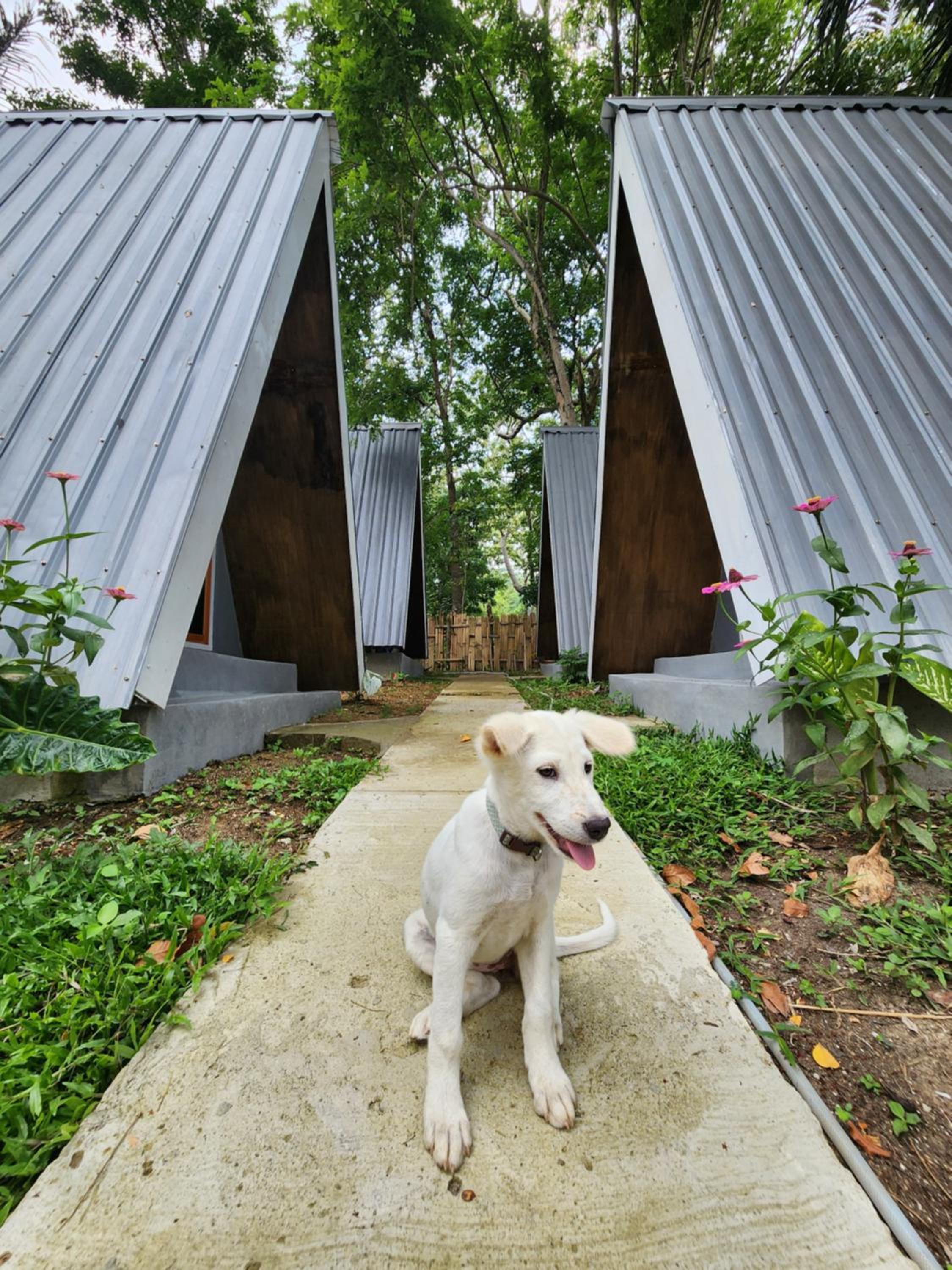 D'flora Bungalow & Glamping view 4