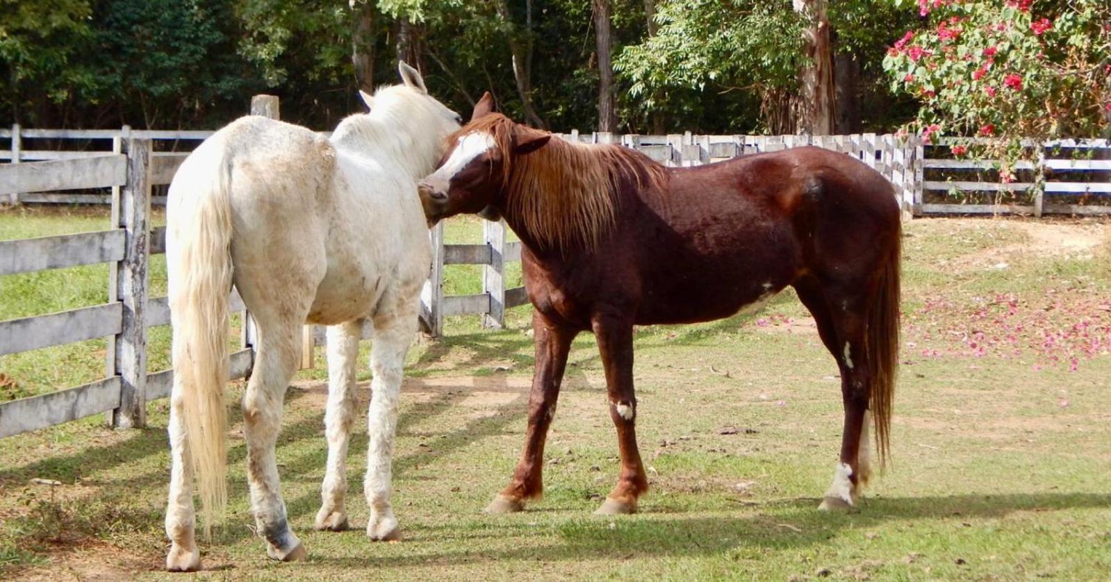 Pousada Fazenda São Bento